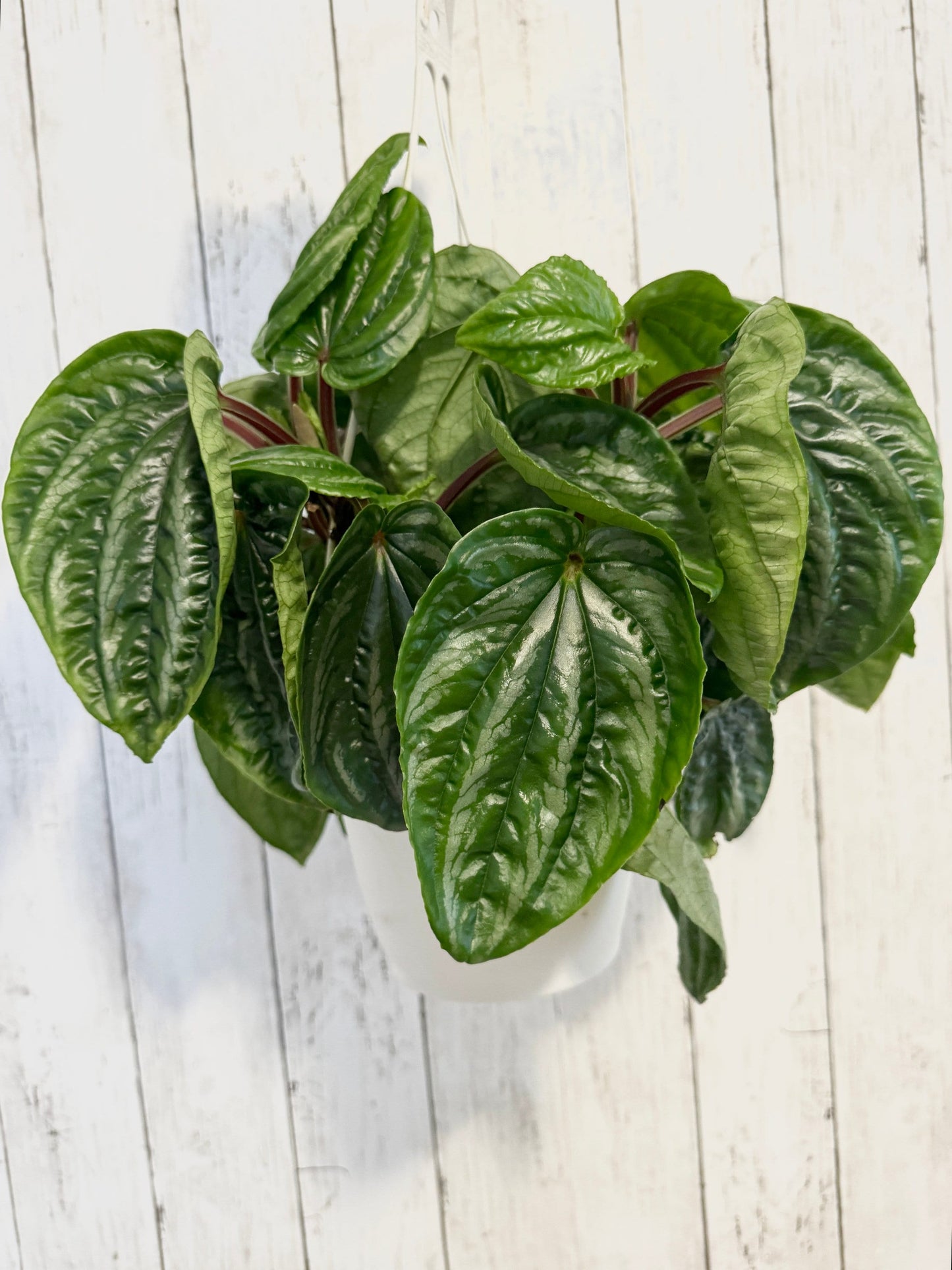 Peperomia Ecuador - Hanging Plant 6" Pot - Live Plant