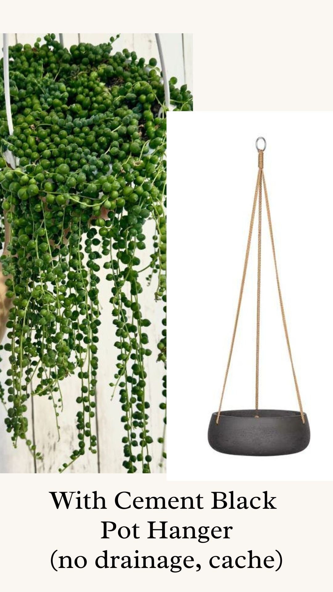 String of Pearls Plant, Succulent, 6” Hanging Basket - Live Plant