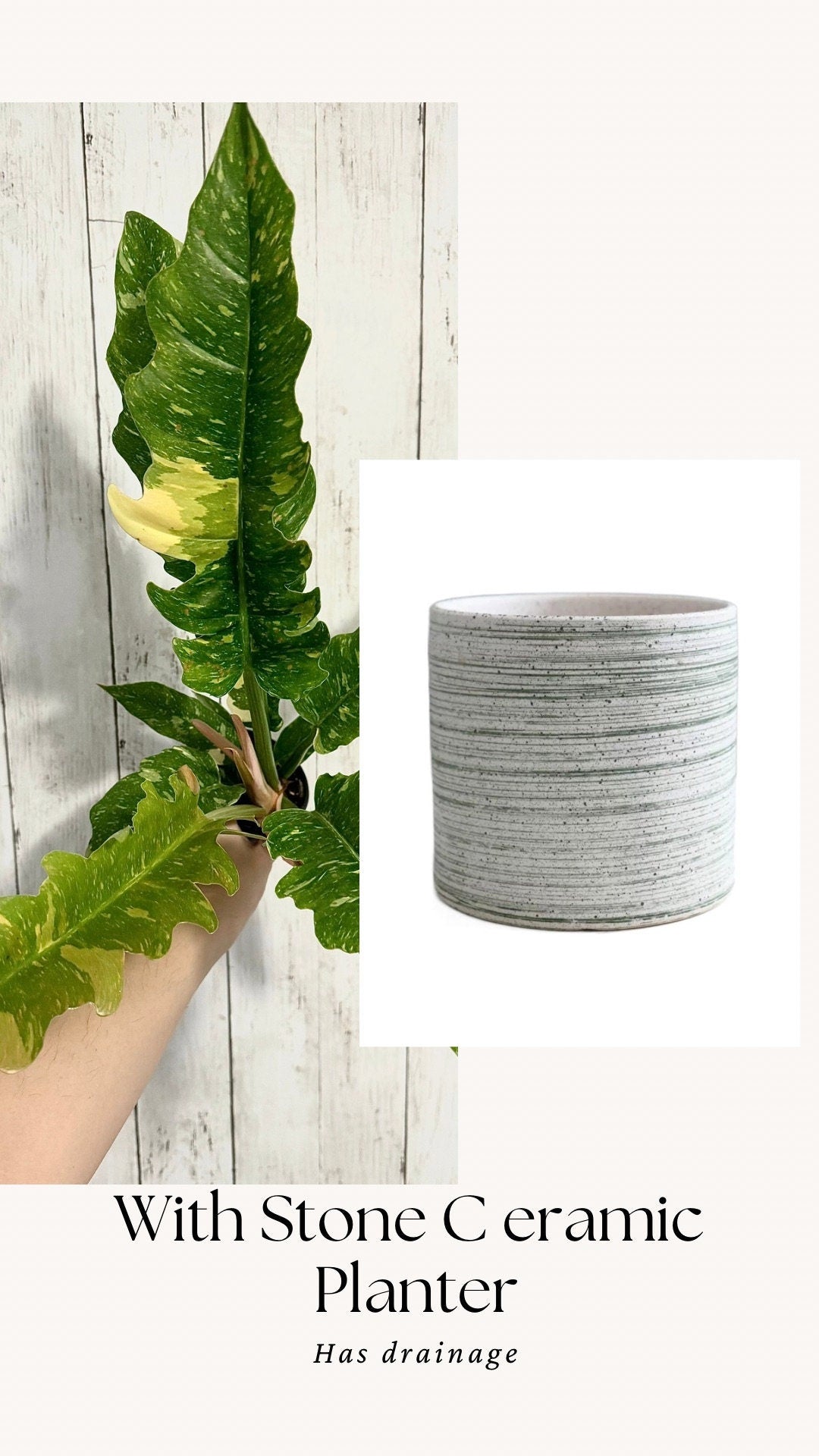 Philodendron Ring of Fire - Live Plant - 4" Nursery Pot