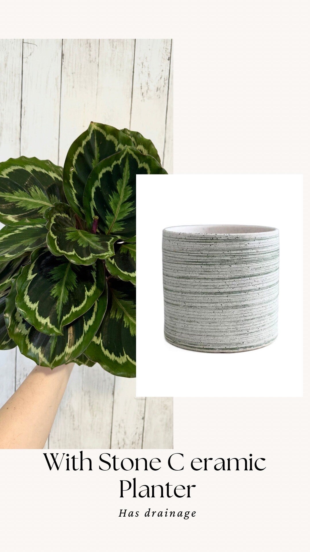 Calathea Medallion Plant - Prayer in 4” or 6" Pot - Live Plant - optional deocrative pot