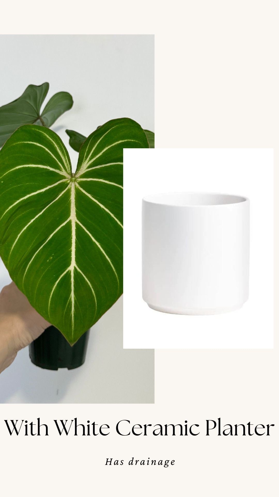 Philodendron Gloriosum Plant - 4" Pot - Live Plant - optional deocrative pot