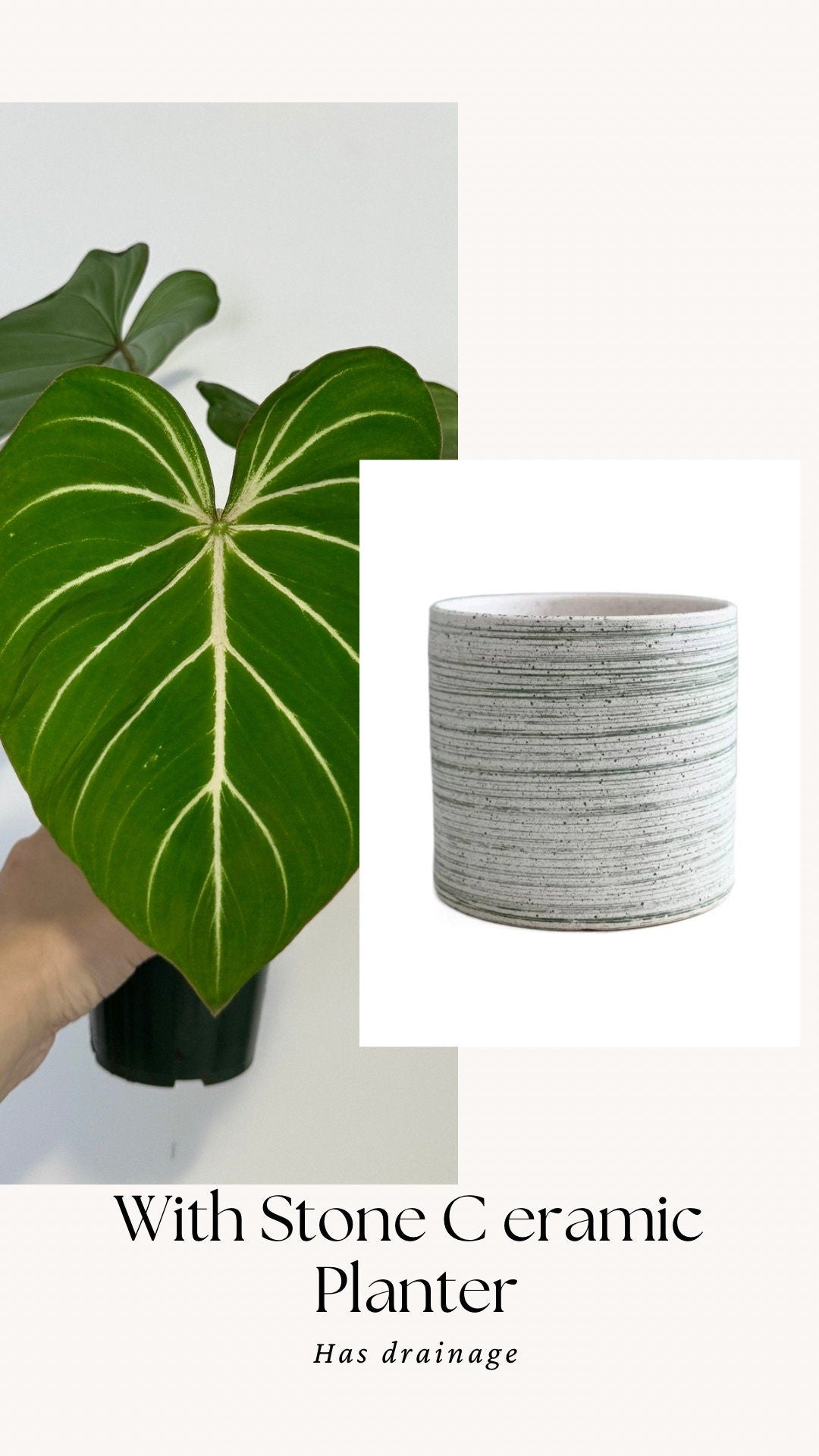 Philodendron Gloriosum Plant - 4" Pot - Live Plant - optional deocrative pot