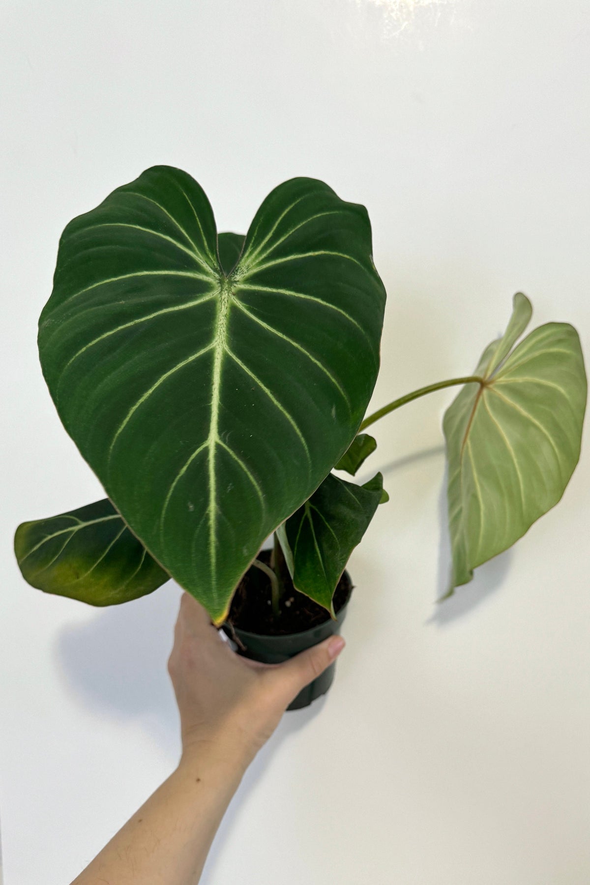 Philodendron Gloriosum Plant - 4" Pot - Live Plant - optional deocrative pot