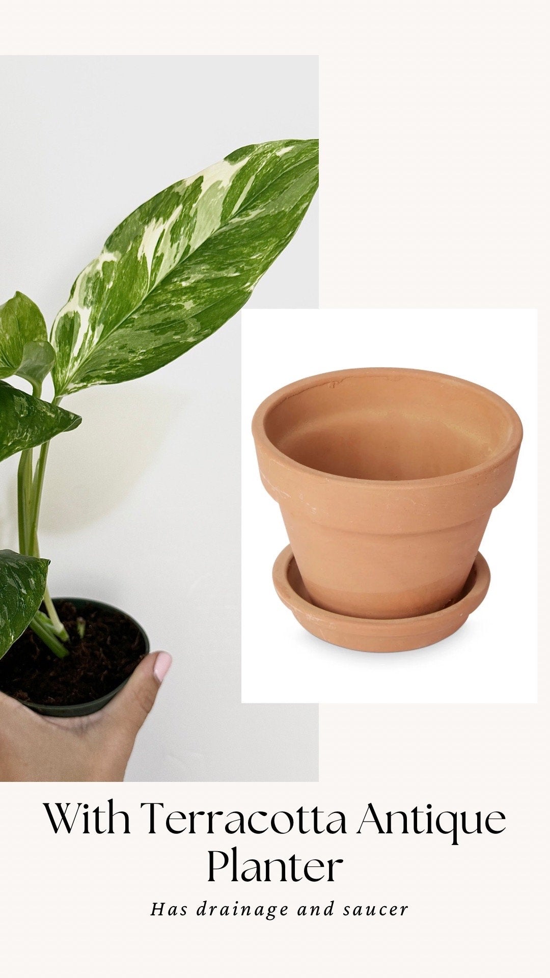 Monstera Lechleriana Variegated Plant - Rare Monstera - - 4 inch Pot - Live Plant - optional decorative pot