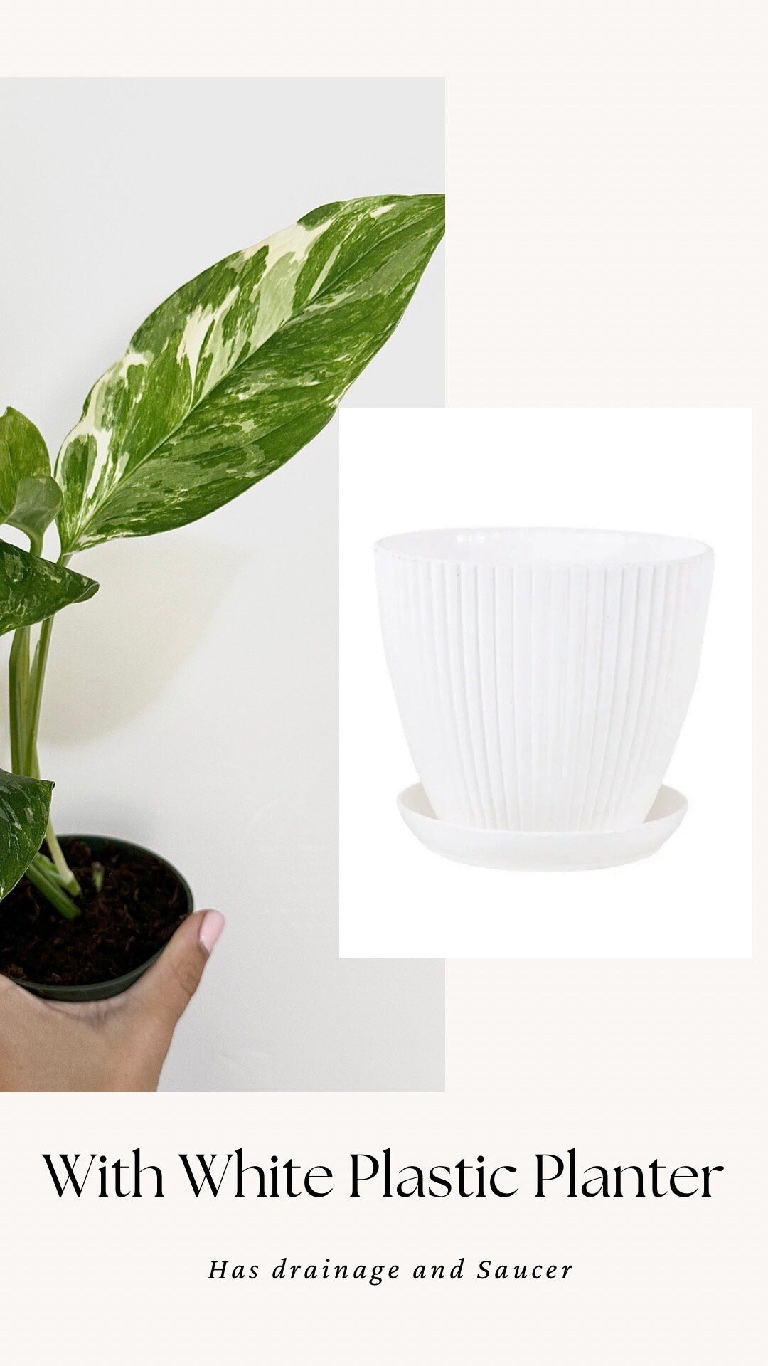 Monstera Lechleriana Variegated Plant - Rare Monstera - - 4 inch Pot - Live Plant - optional decorative pot