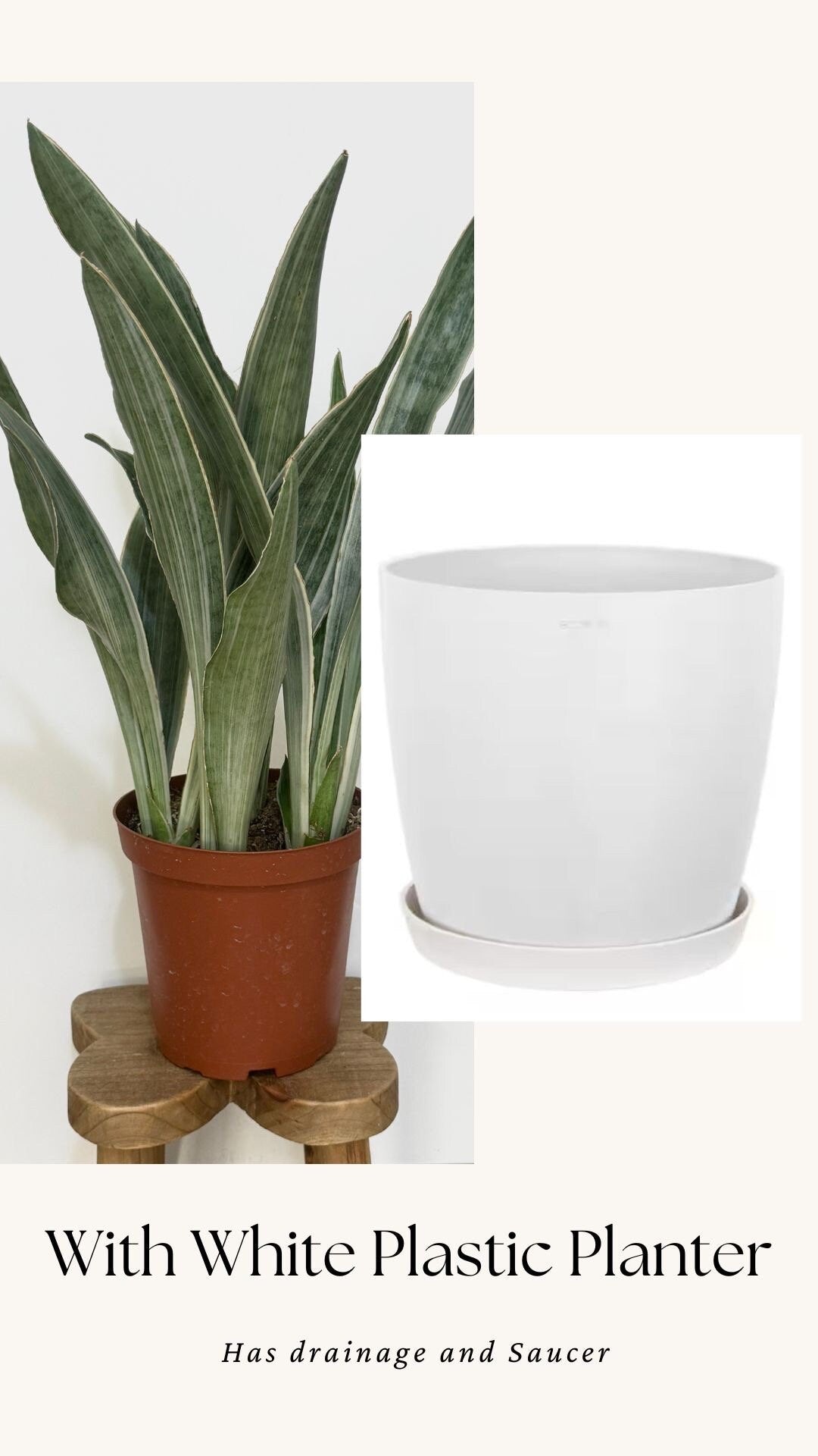 Sansevieria 'Sayuri' Snake Plant - 6 inch Pot - optional decorative plant