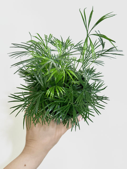 Eyelash Fern Plant - 4” pot - Live Plant