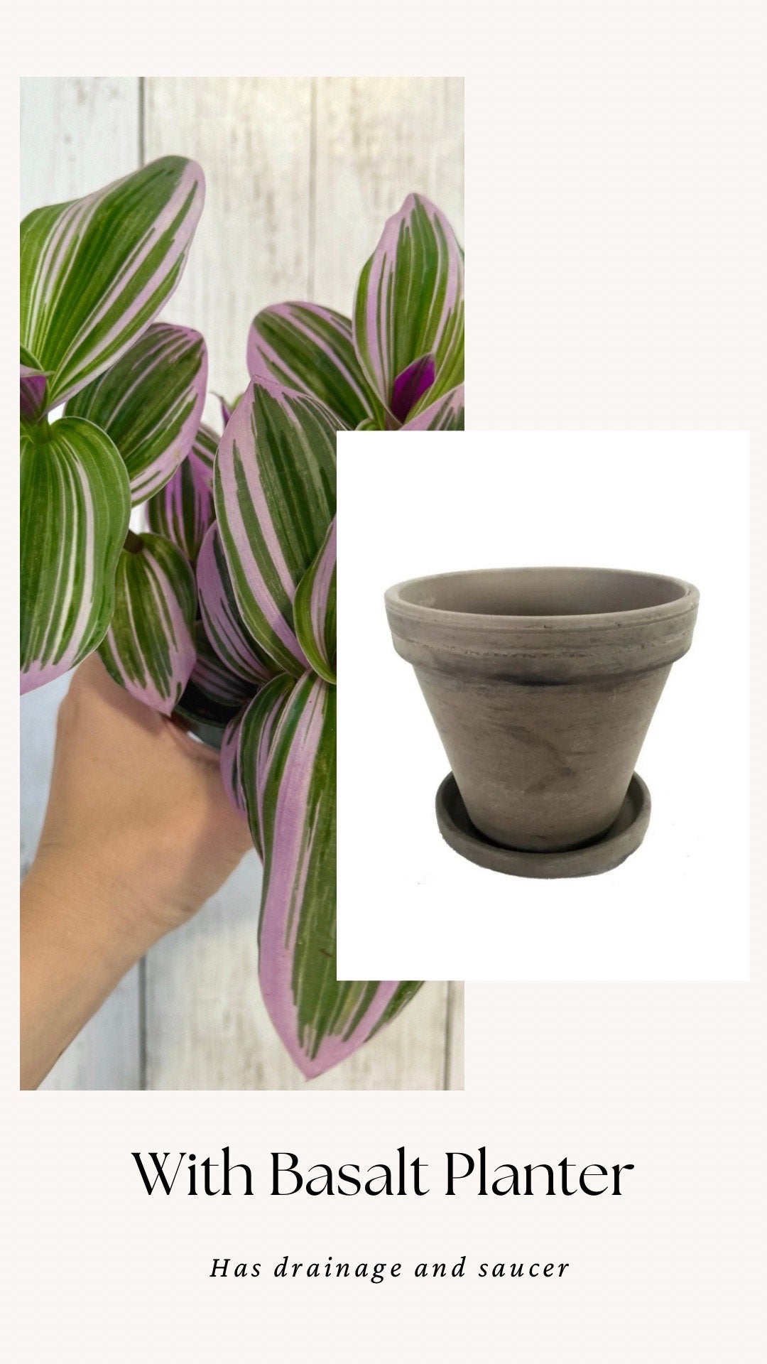 Tradescantia Bubblegum Nanouk Plant - 4 inch Pot - optional decorative pot