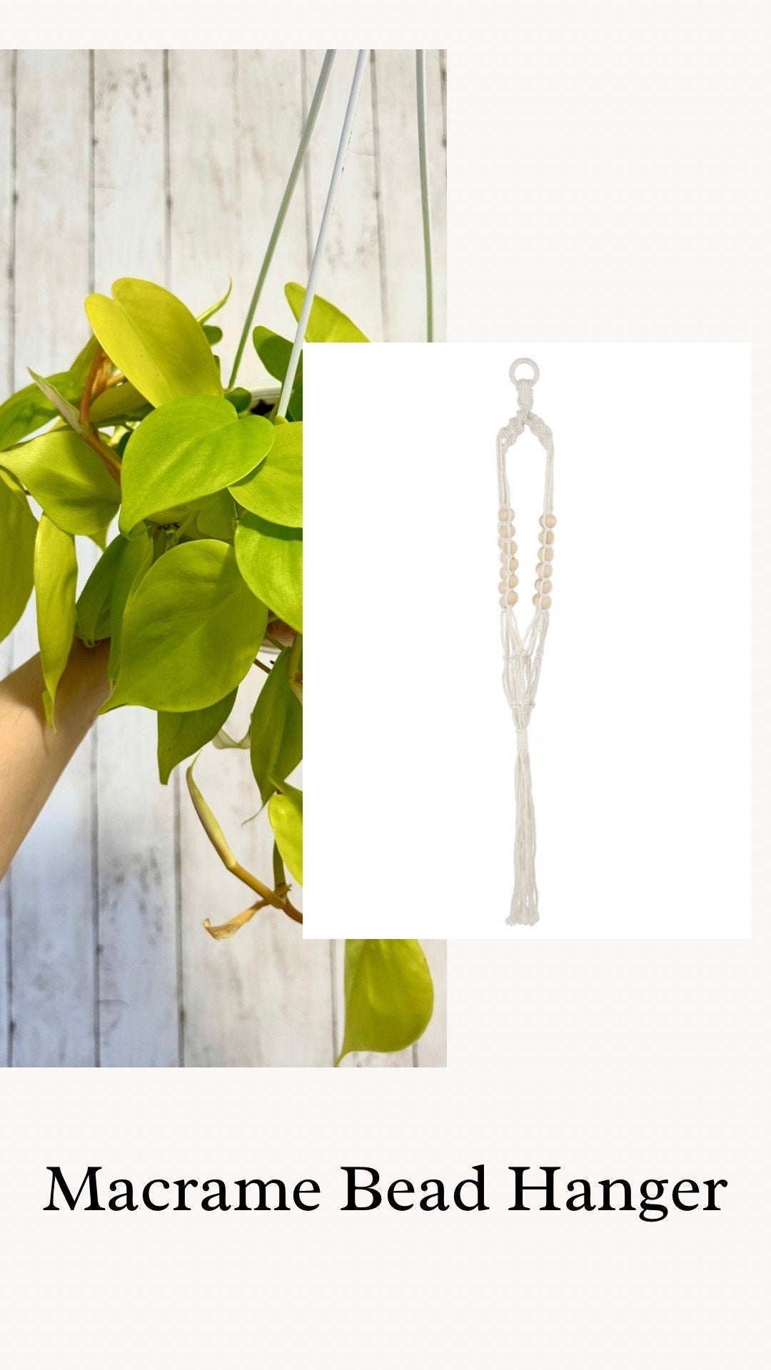 Philodendron Cordatum Lemon Lime Plant - 4.5" Hanging Pot - Live Plant - optional decorative basket
