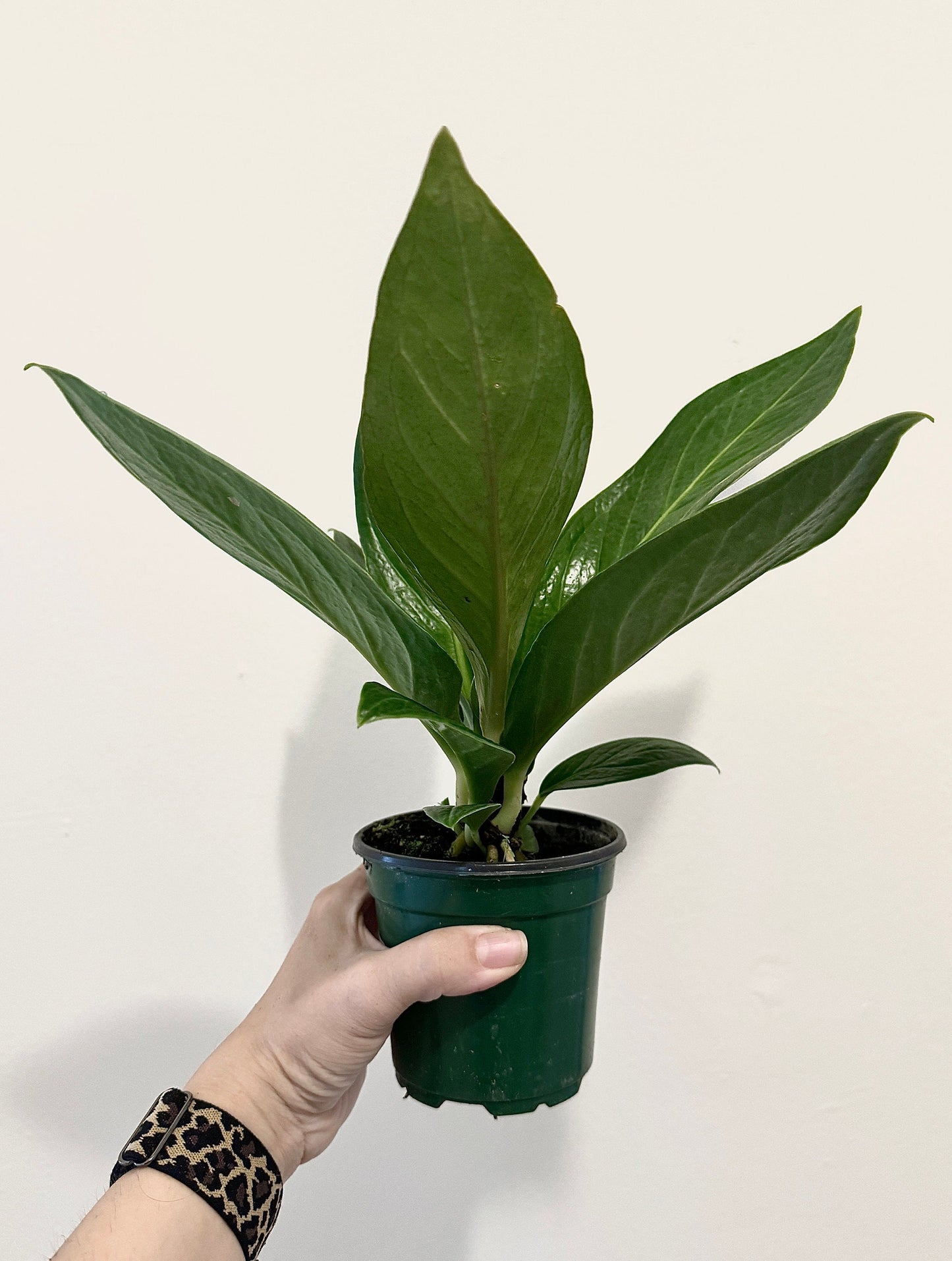 Anthurium Cobra - 4" Pot - Live Plant - optional decorative pot