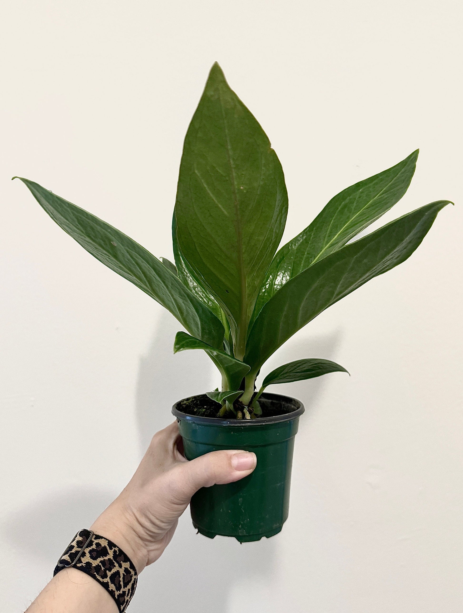 Anthurium Cobra - 4" Pot - Live Plant - optional decorative pot