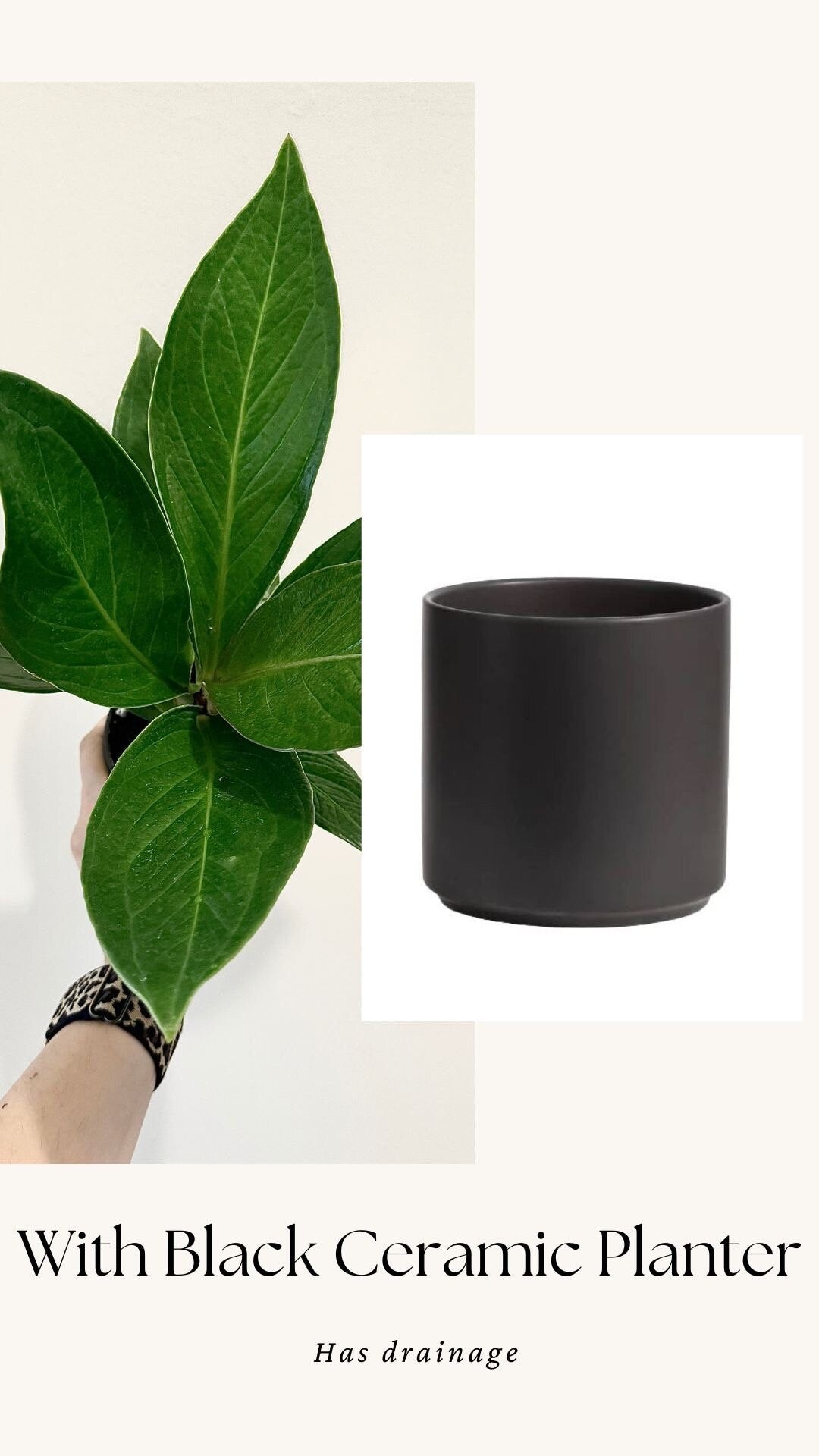 Anthurium Cobra - 4" Pot - Live Plant - optional decorative pot