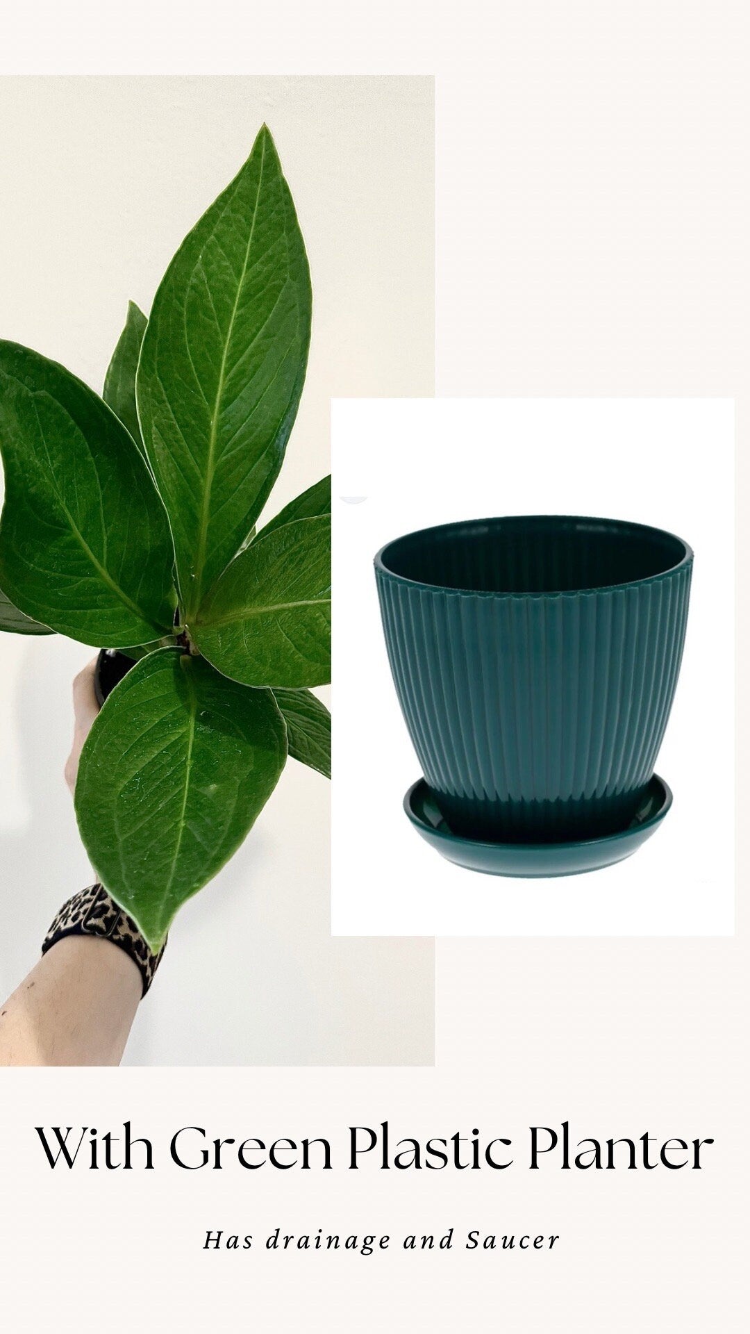 Anthurium Cobra - 4" Pot - Live Plant - optional decorative pot