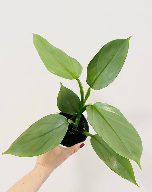 Philodendron Silver Sword 4 inch - Live Plant