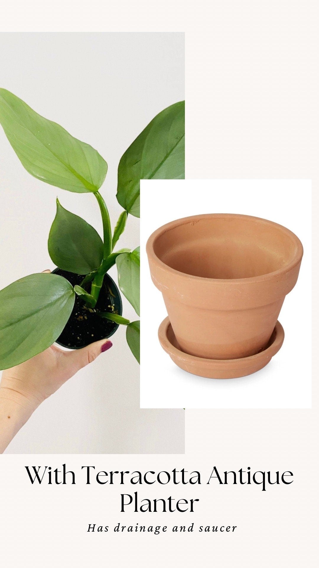 Philodendron Silver Sword 4 inch - Live Plant