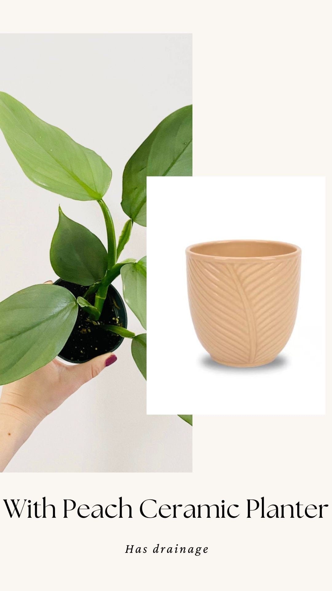 Philodendron Silver Sword 4 inch - Live Plant