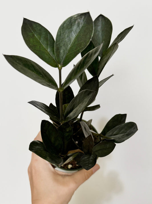 ZZ Obscura Plant - 4 inch Pot - optional decorative pot