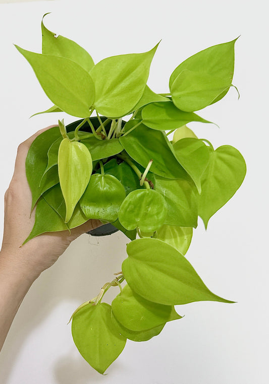 Philodendron Cordatum Lemon Lime Heart Leaf Plant - 4" Nursery Pot - Indoor Live Plant - optional decorative pot