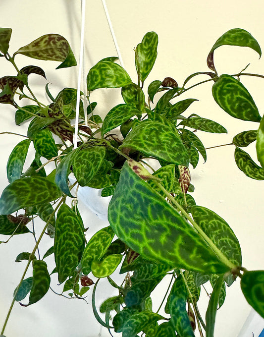 Lipstick Plant Black Pagoda (Aeschynanthus longicaulis) 4.5 inch Hanging pot - Live Plant - optional decorative hanger