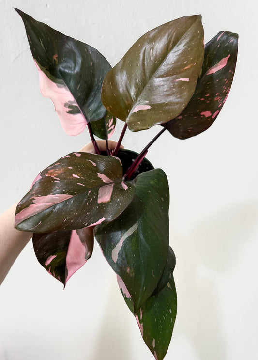 Philodendron Pink Princess Plant 4 inch Nursery Pot - Live Plant
