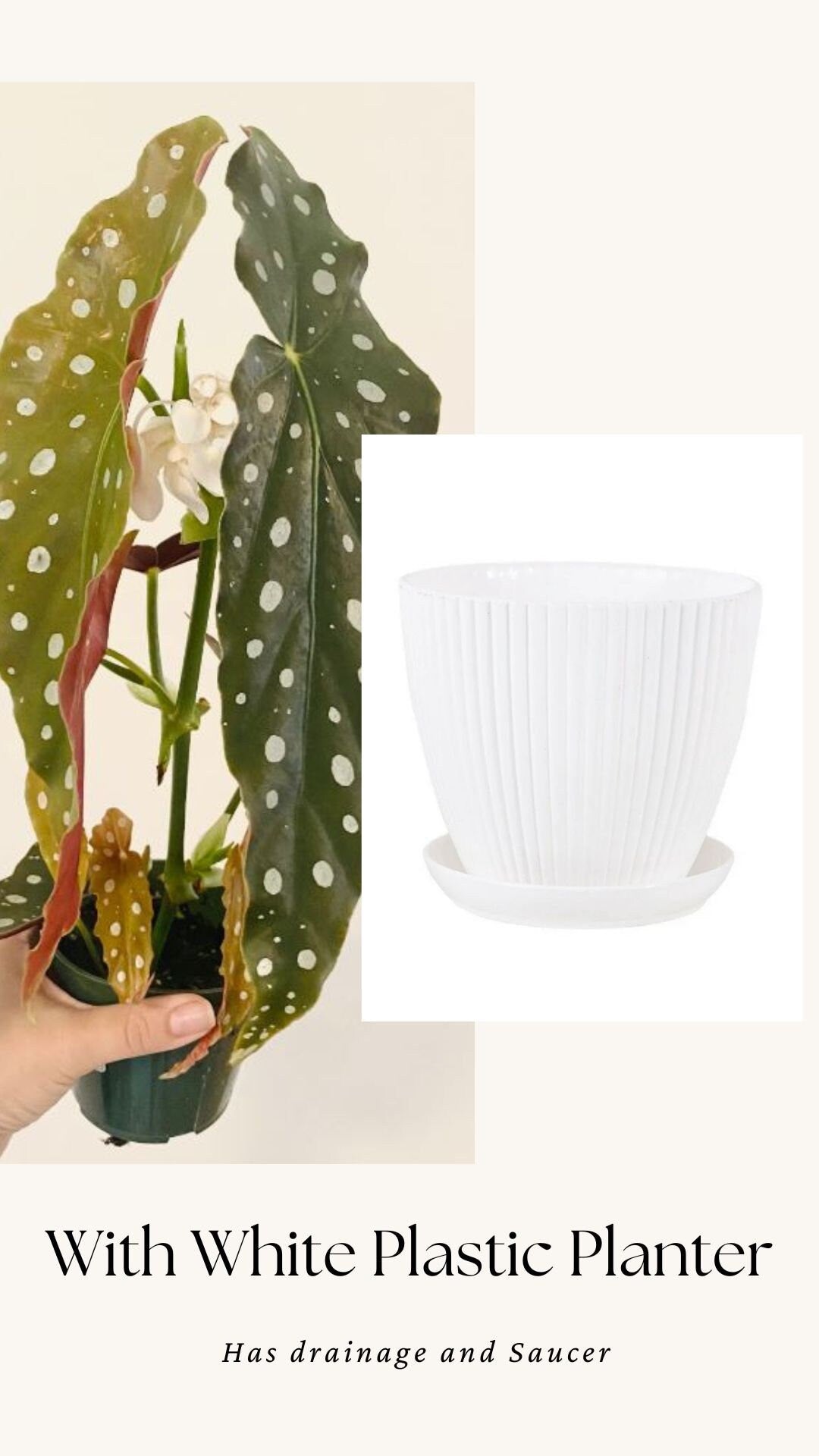 Begonia Maculata Polka Dot Plant - 4” Pot - optional decorative pot