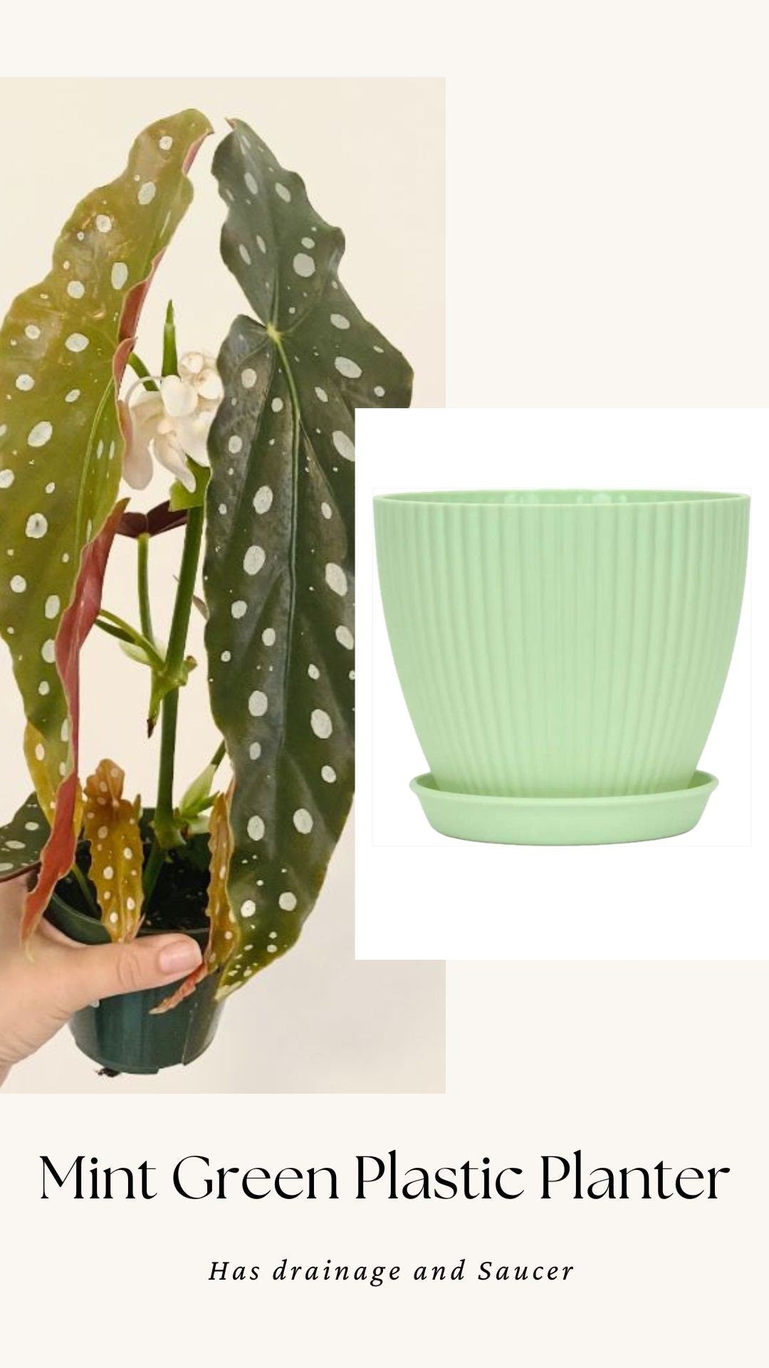 Begonia Maculata Polka Dot Plant - 4” Pot - optional decorative pot