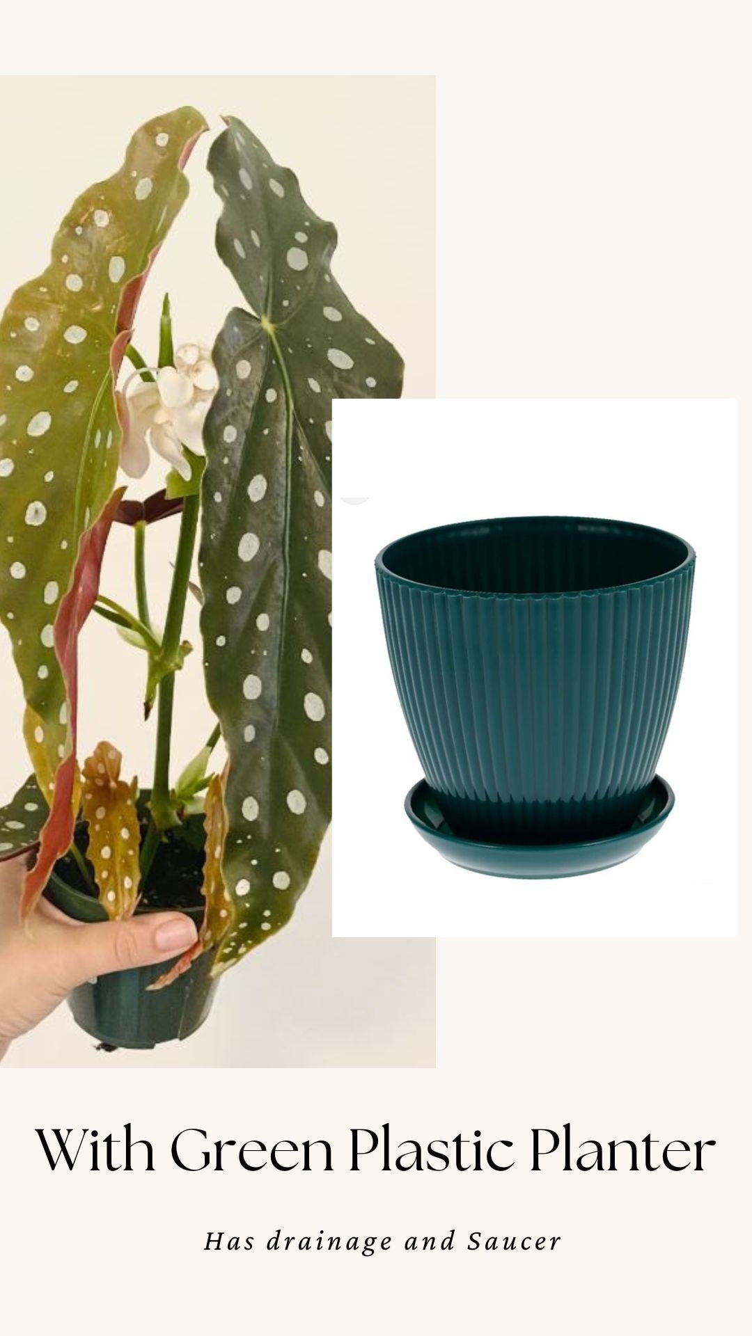 Begonia Maculata Polka Dot Plant - 4” Pot - optional decorative pot