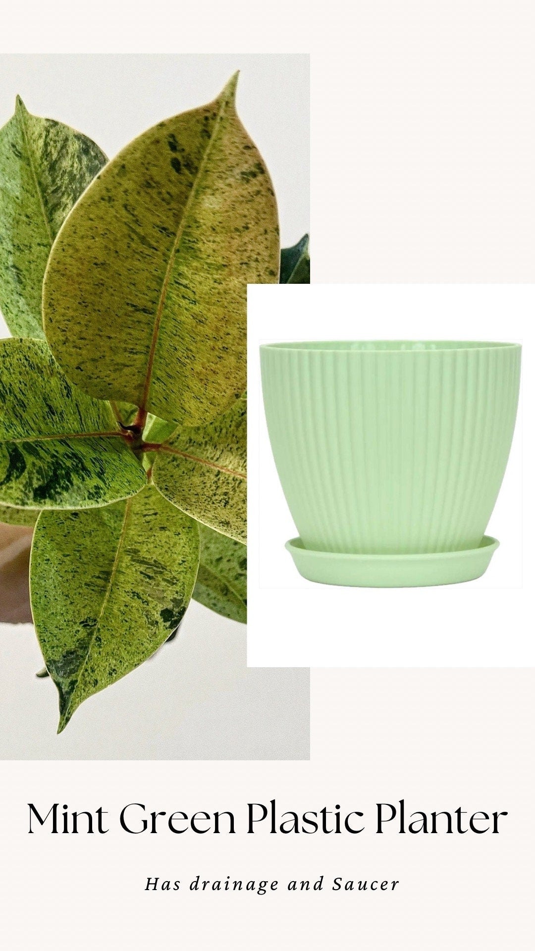 Ficus Shiveriana ‘Moonshine’ Plant - 4" Pot
