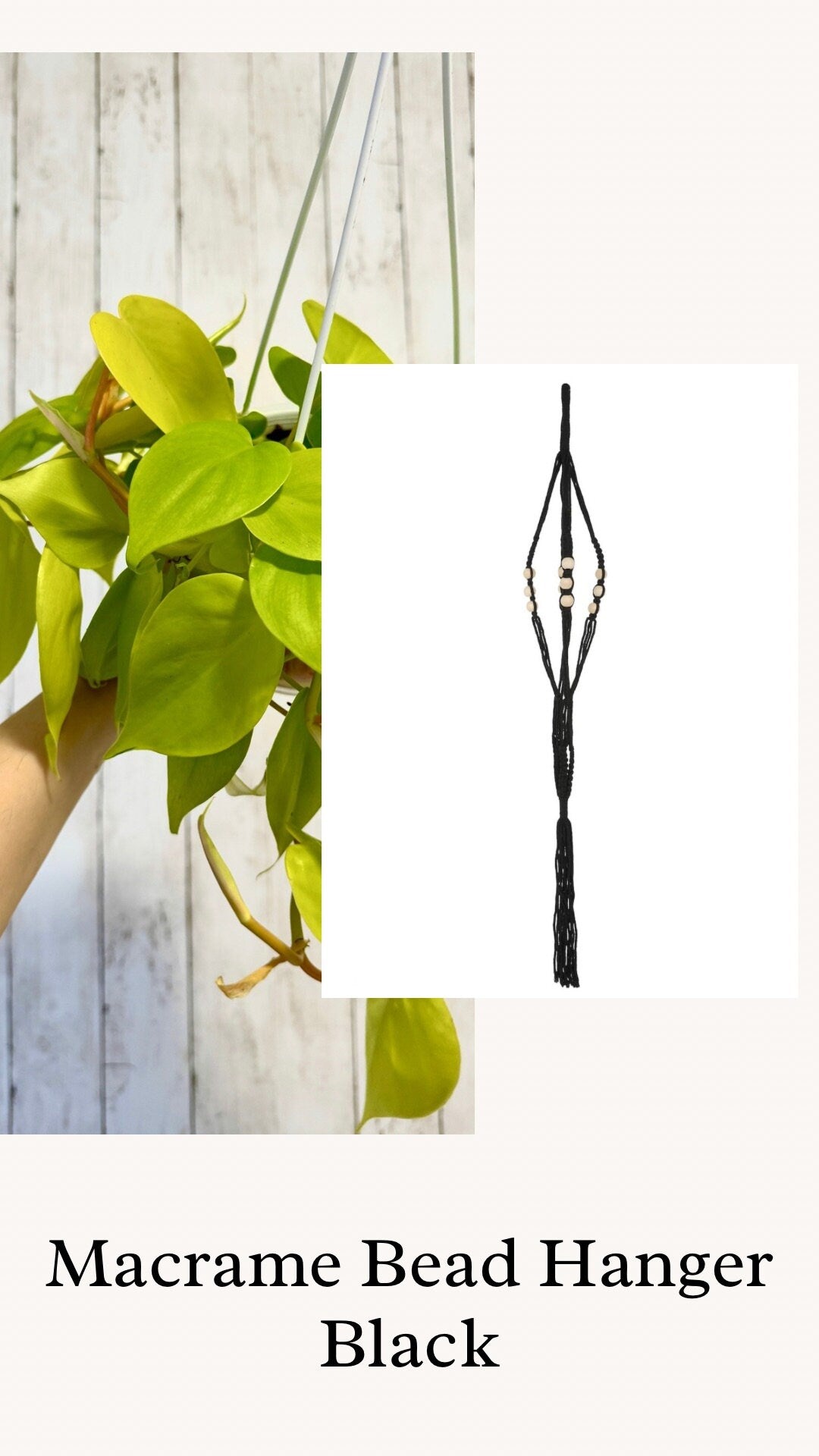 Philodendron Cordatum Lemon Lime Plant - 4.5" Hanging Pot - Live Plant - optional decorative basket