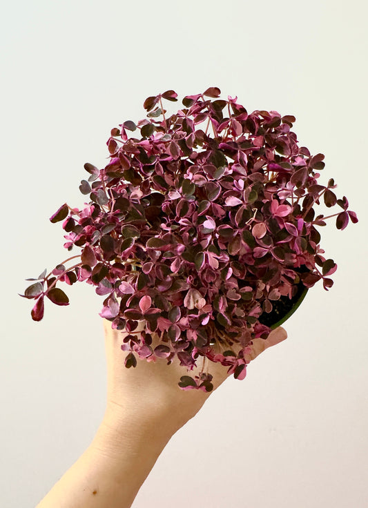 Oxalis Triangularis Bicolor Plant - 4 inch Pot - Live Plant - optional decorative pot