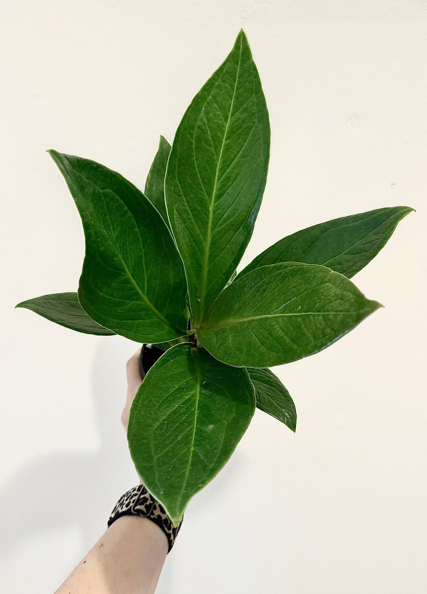 Anthurium Cobra - 4" Pot - Live Plant - optional decorative pot