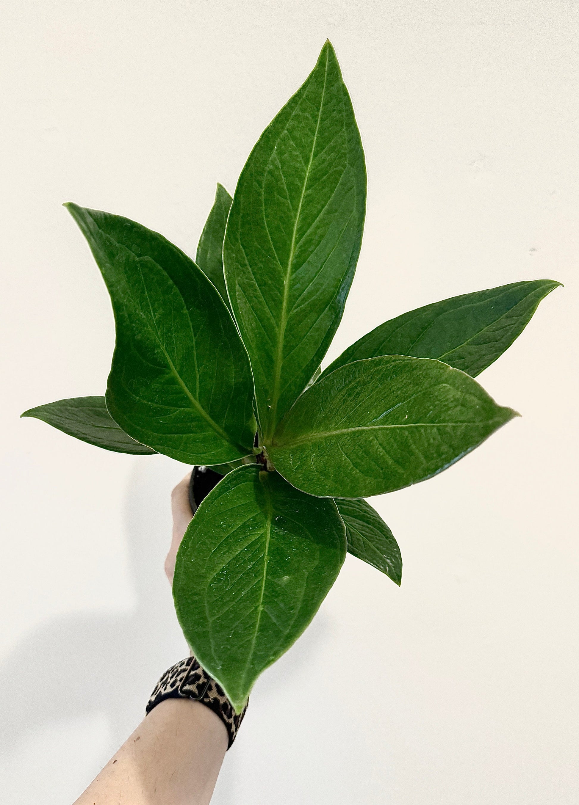 Anthurium Cobra - 4" Pot - Live Plant - optional decorative pot