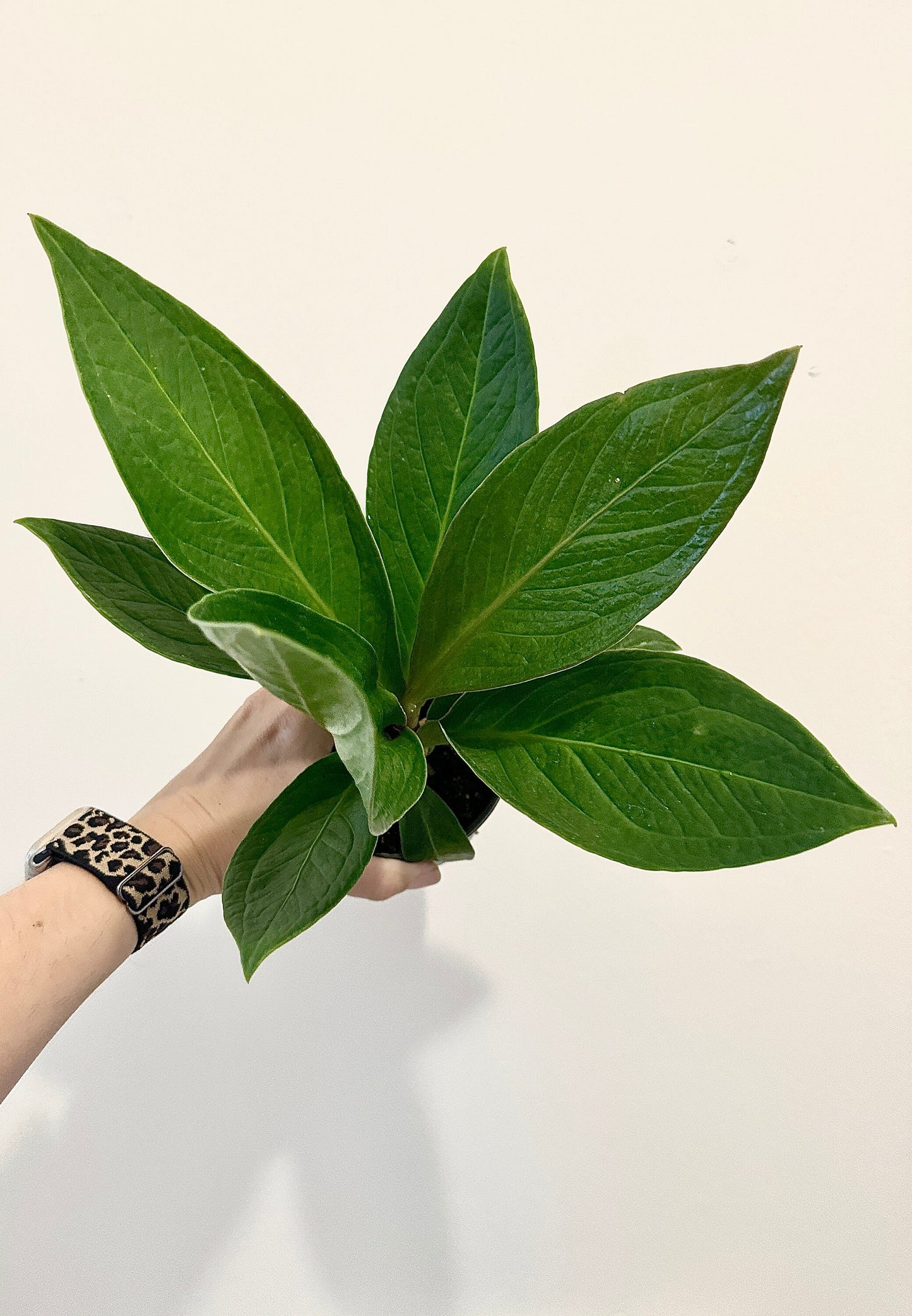 Anthurium Cobra - 4" Pot - Live Plant - optional decorative pot