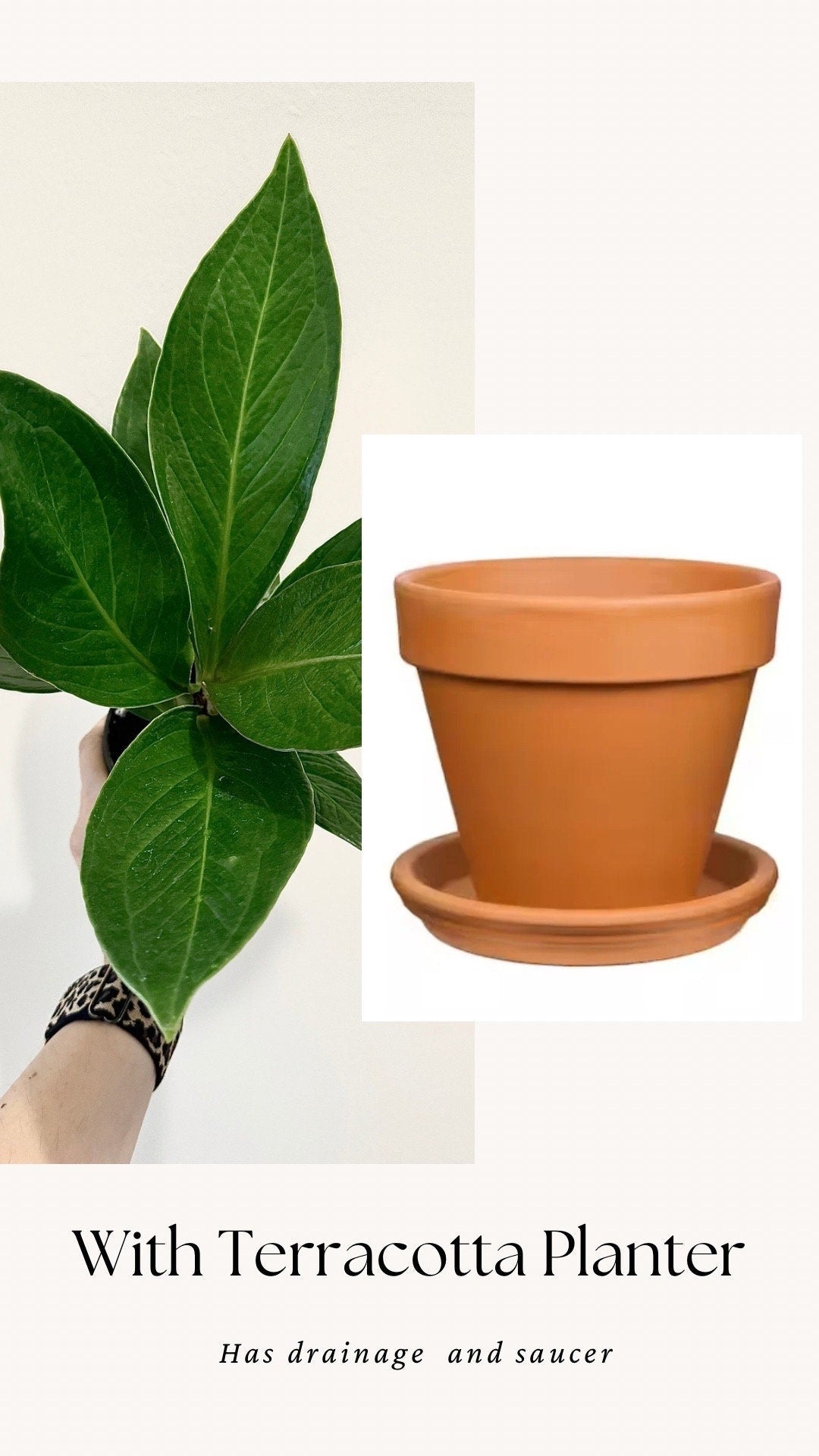 Anthurium Cobra - 4" Pot - Live Plant - optional decorative pot