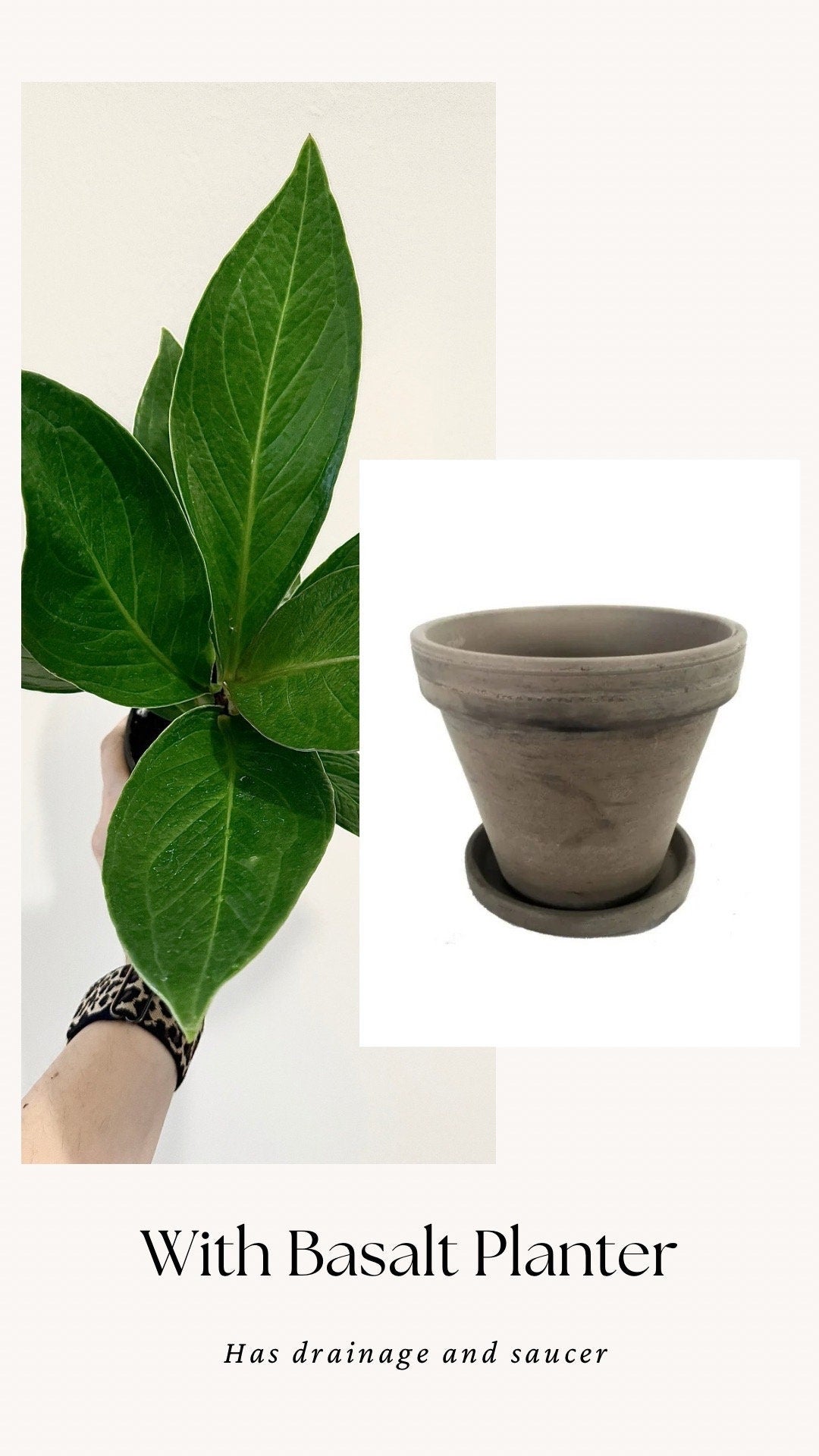 Anthurium Cobra - 4" Pot - Live Plant - optional decorative pot