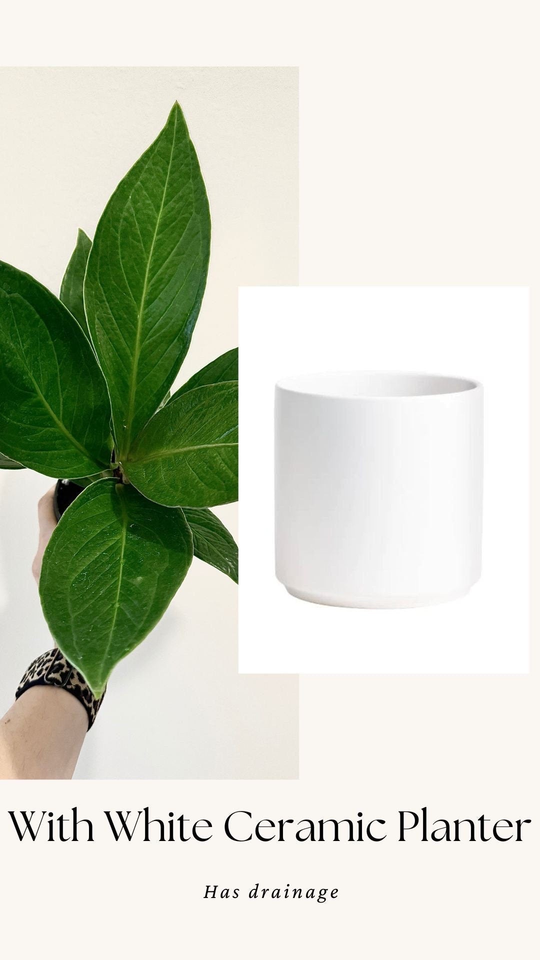 Anthurium Cobra - 4" Pot - Live Plant - optional decorative pot