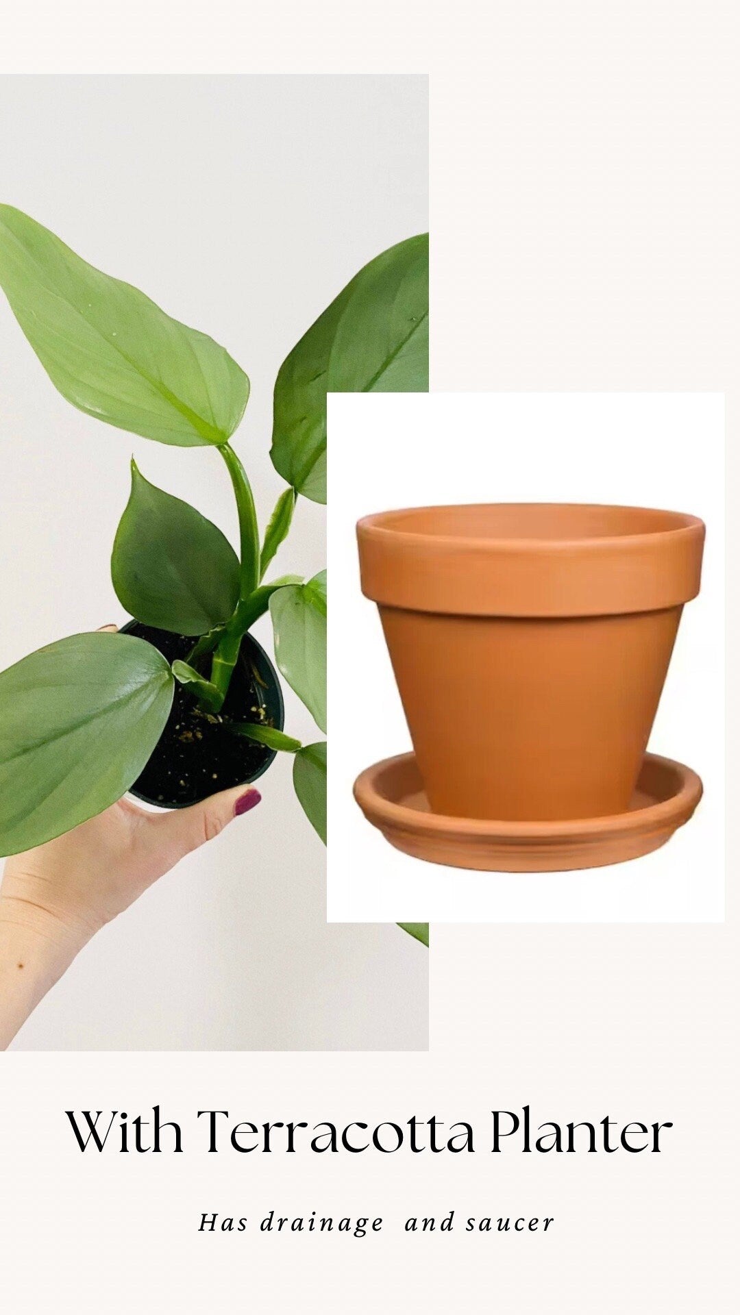 Philodendron Silver Sword 4 inch - Live Plant