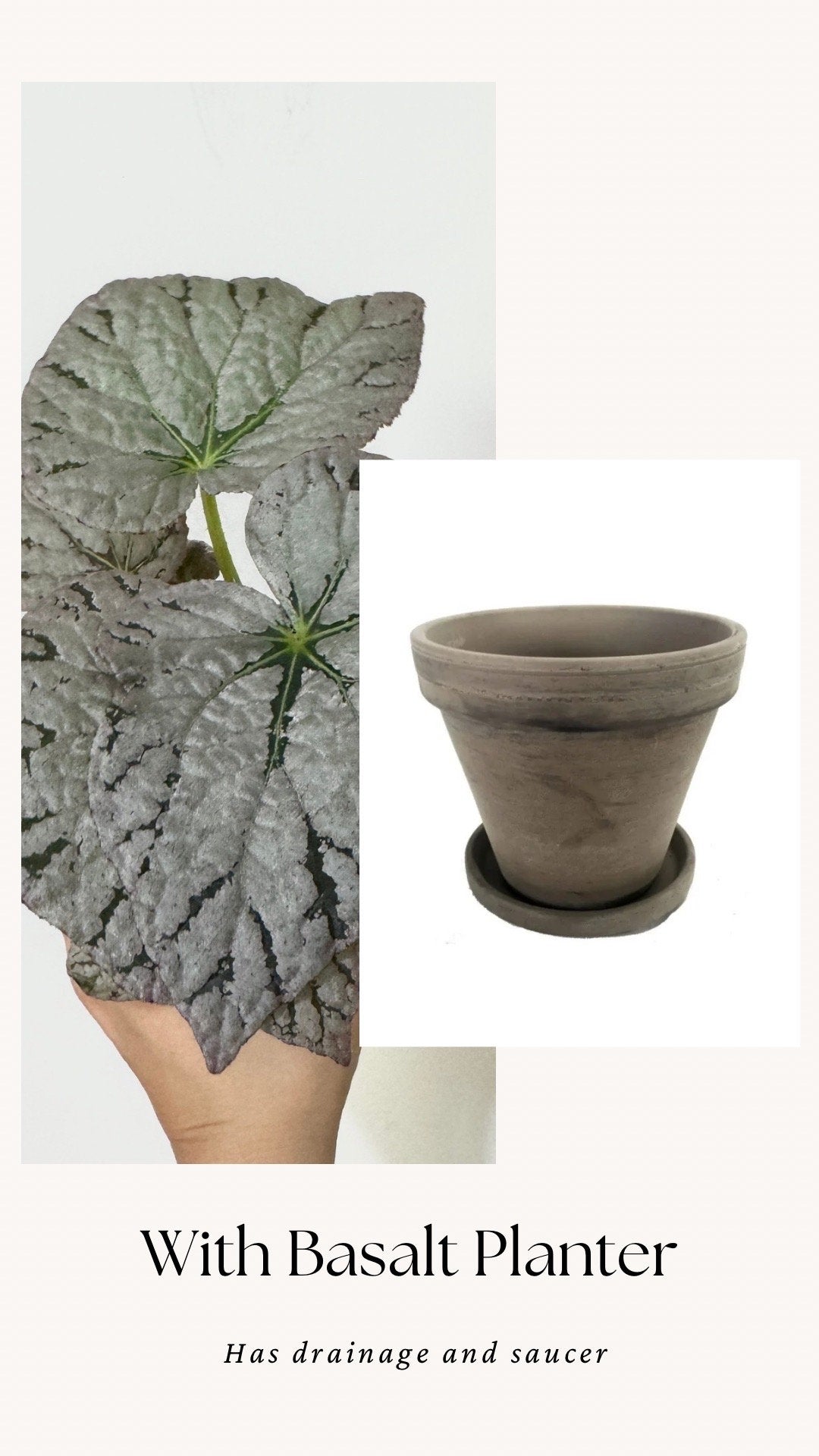 Begonia Silver Dollar Plant - 4 inch Pot - Optional Decorative Pot