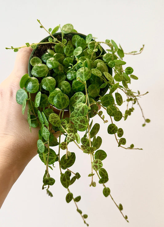 String of Turtles Peperomia Plant - 3.5” Pot - optional decorative pot