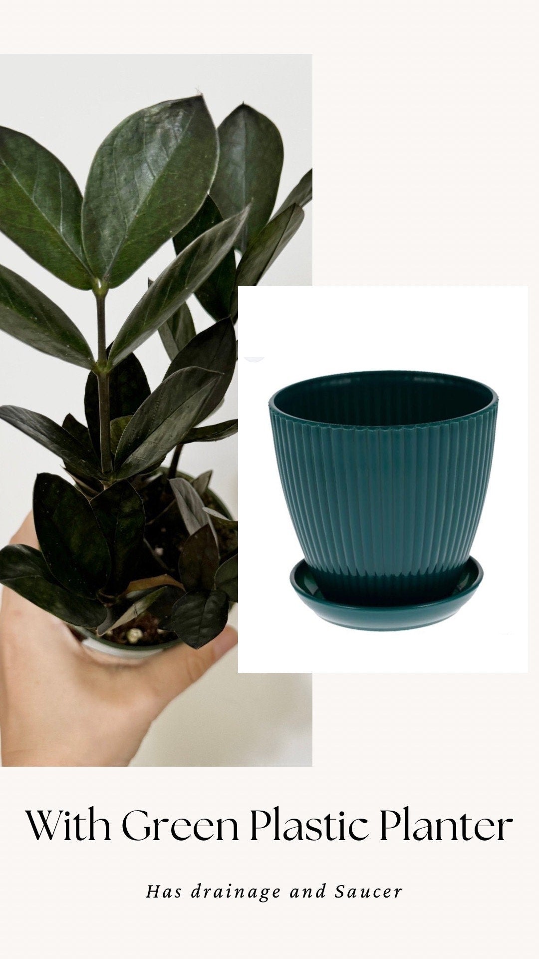 ZZ Obscura Plant - 4 inch Pot - optional decorative pot