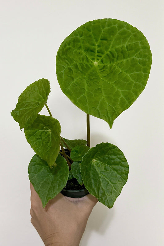 Begonia Natunaensis Rare Plant - 4 inch Pot - optional decorative plant