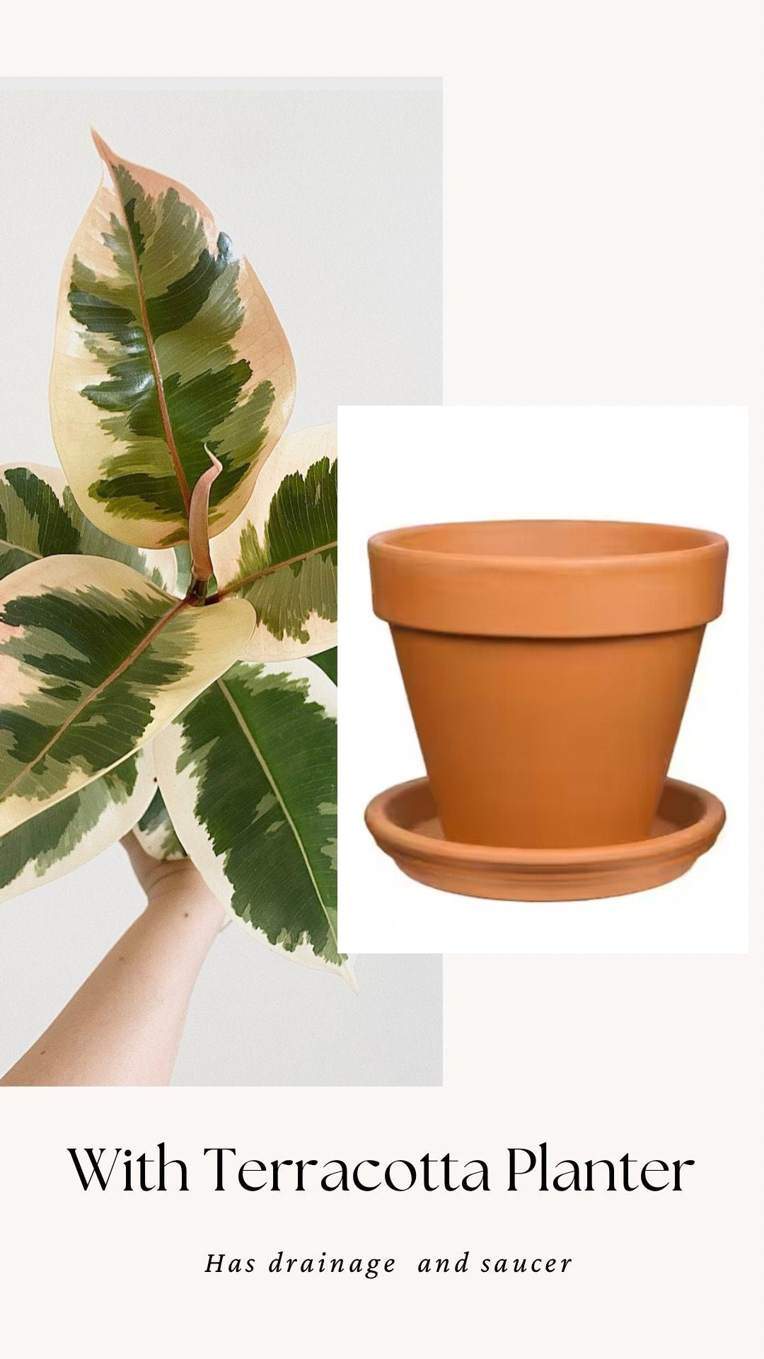 Ficus Decora Tineke Plant - 4", 6” Pot - Live Plant