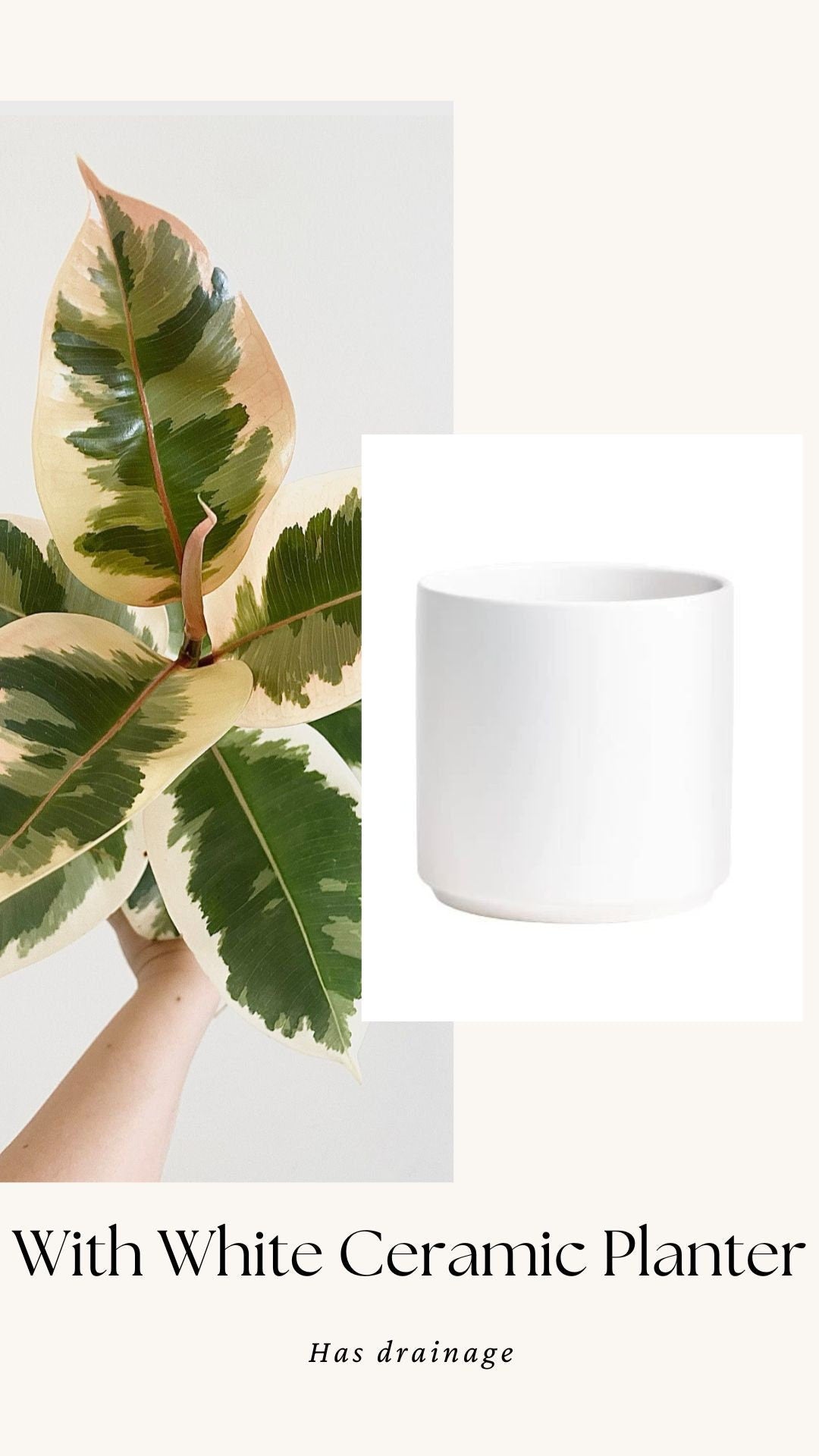 Ficus Decora Tineke Plant - 4", 6” Pot - Live Plant