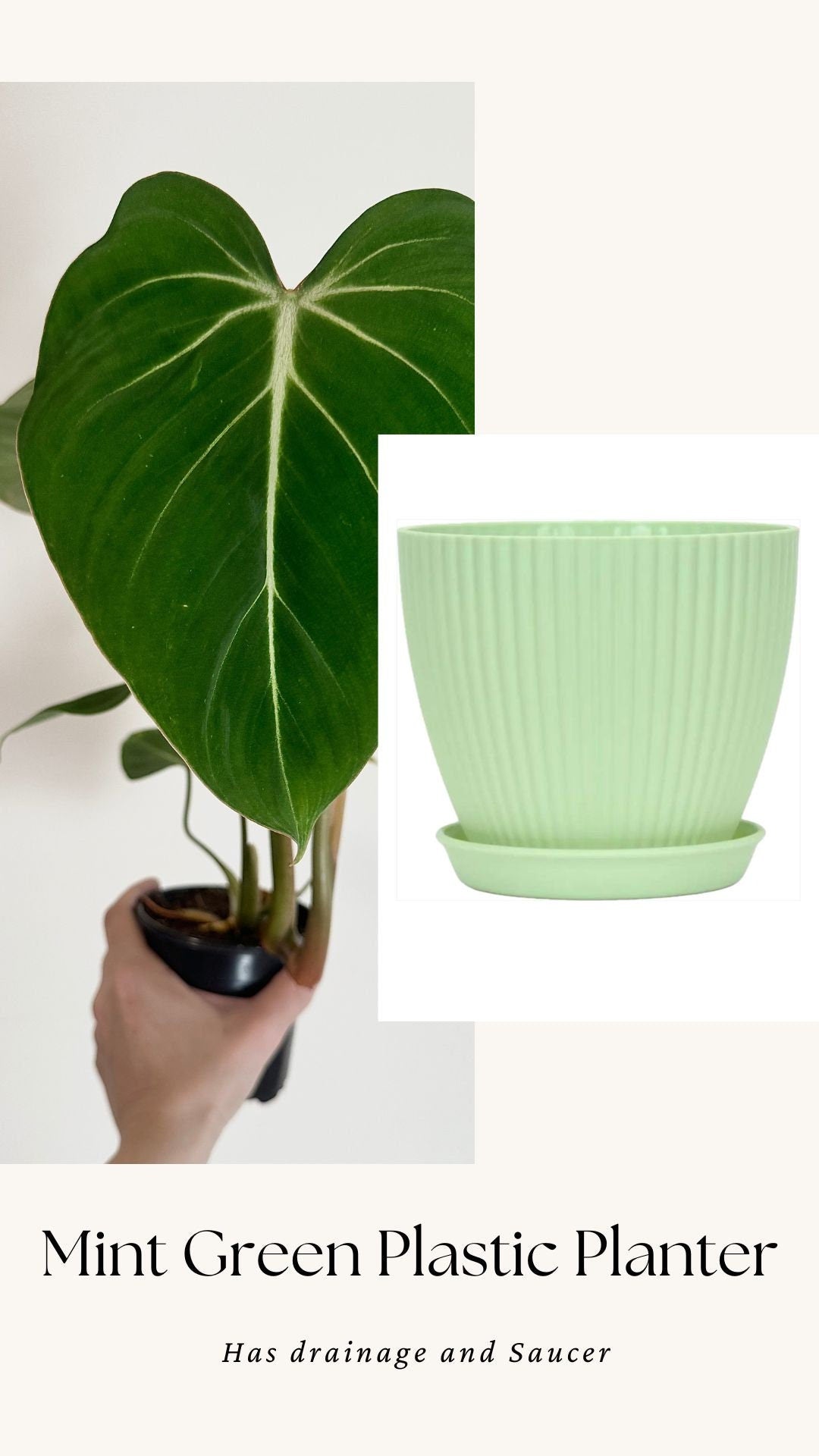 Philodendron Gloriosum Plant - 4" Pot - Live Plant - optional deocrative pot