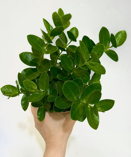 Hoya Cummingiana Plant - 4 inch Pot - Live Plant - optional decorative pot