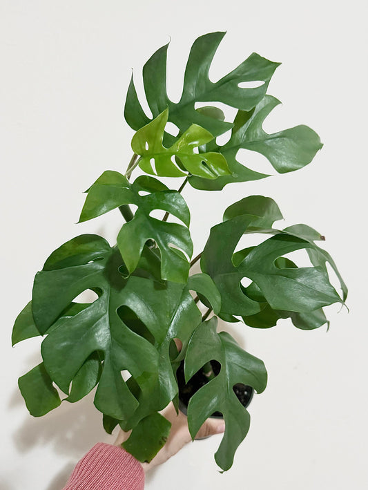 Rhaphiadora Tetrasperma Plant I Mini Monstera 4 inch - Full Rooted Established Plant
