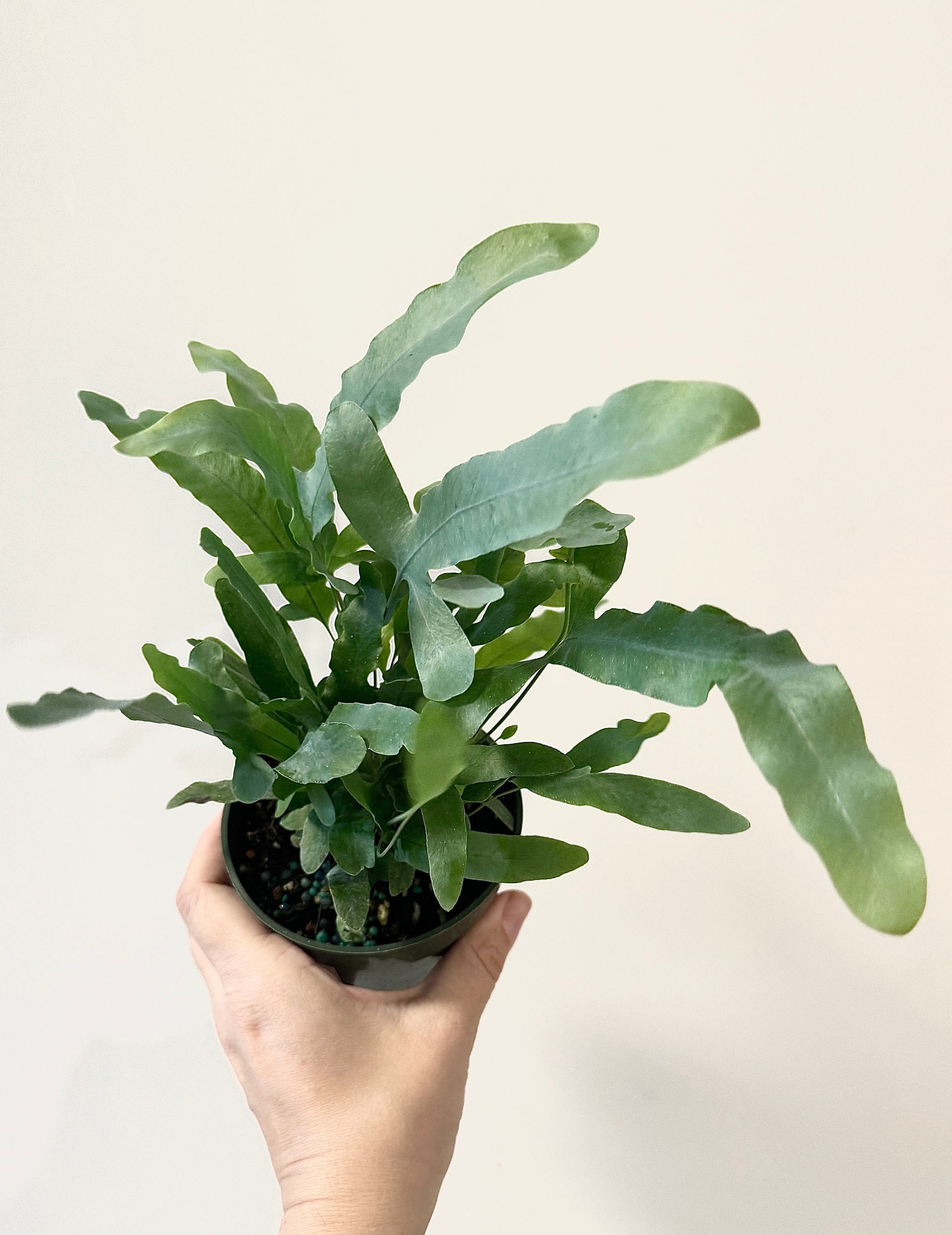 Blue Star Fern Plant - 4 inch Pot - Live Plant - optional decorative pot