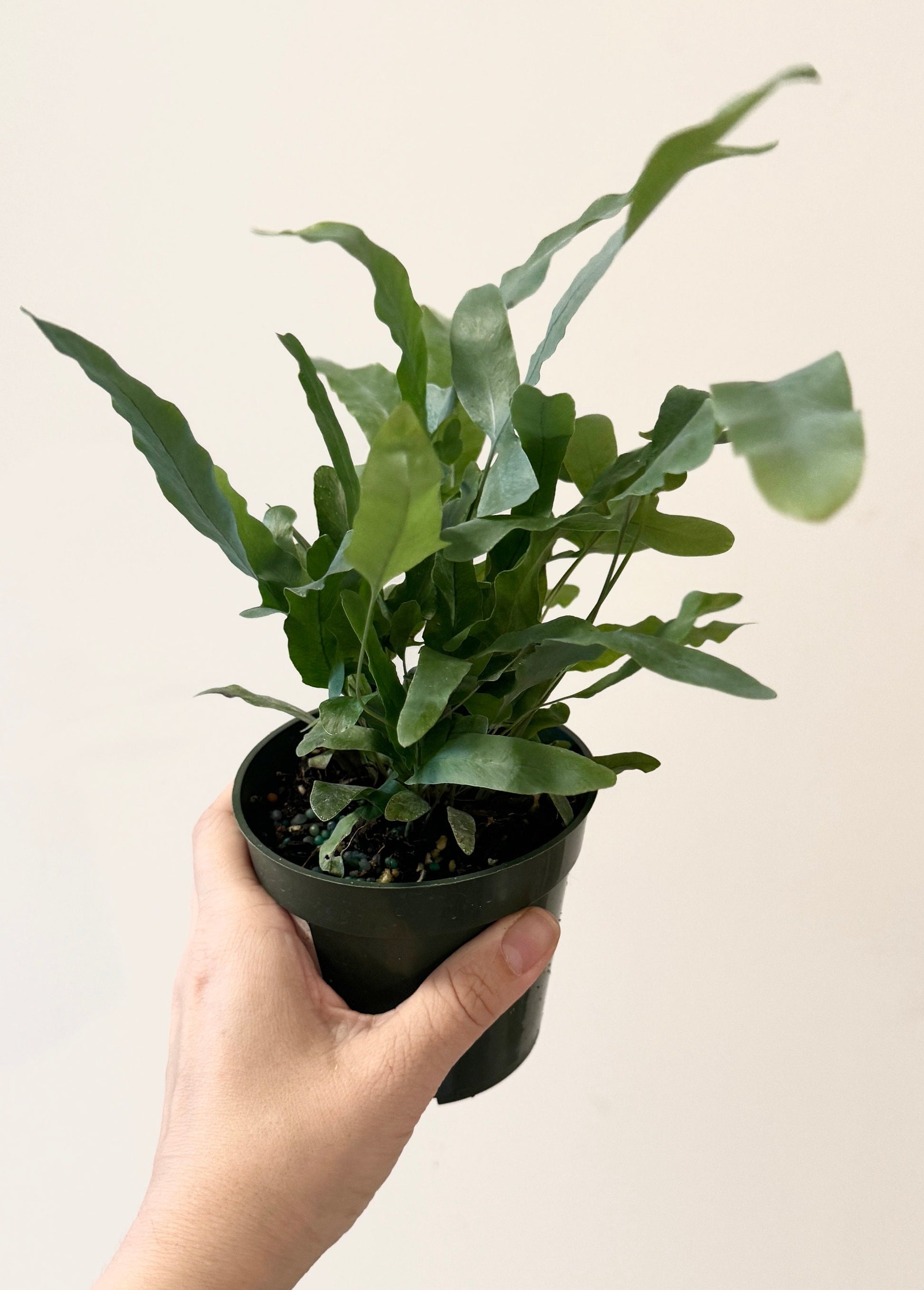 Blue Star Fern Plant - 4 inch Pot - Live Plant - optional decorative pot