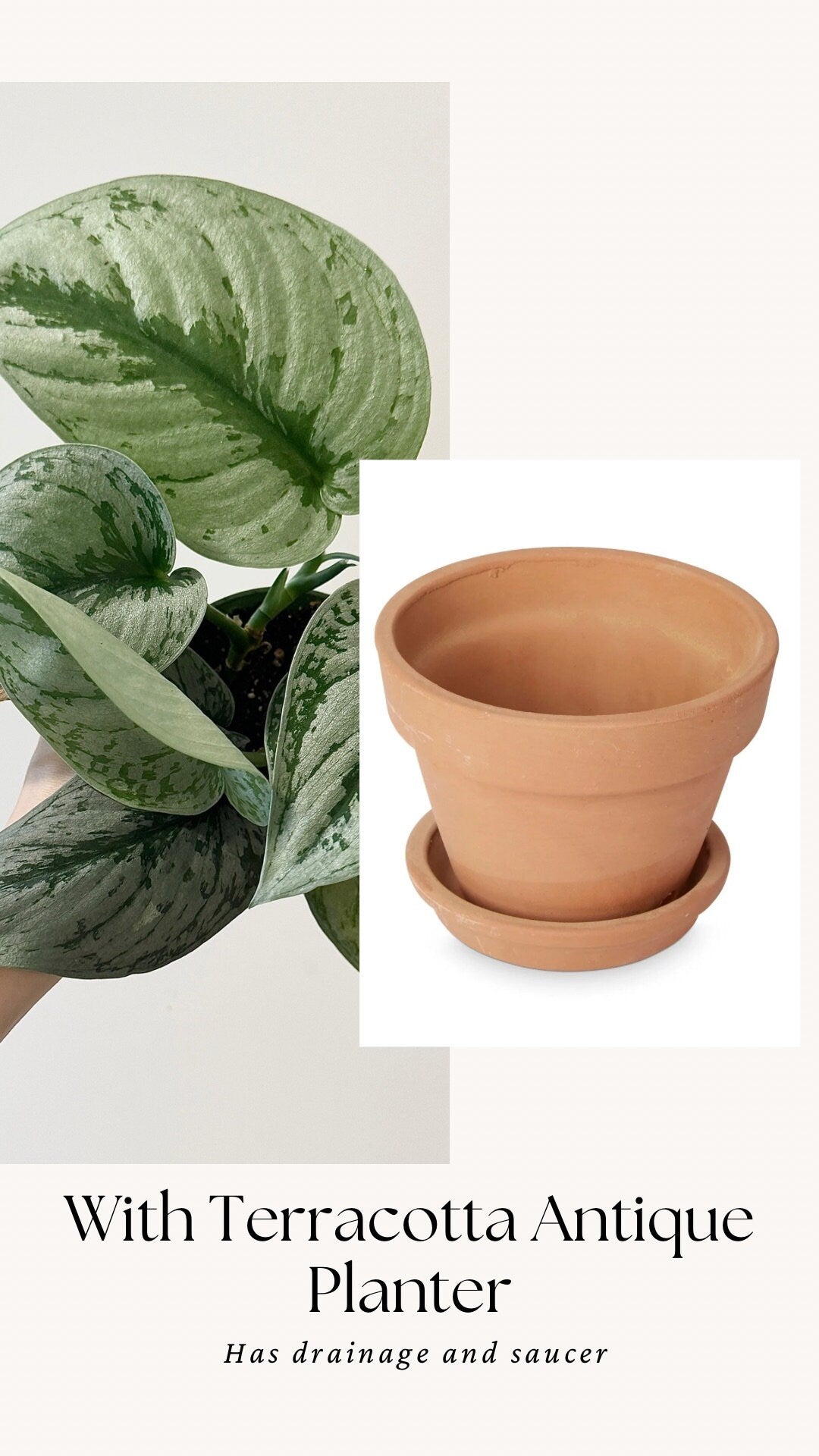 Scindapsus Silver Satin Plant - 4 inch Nursery Pot - Live Plant