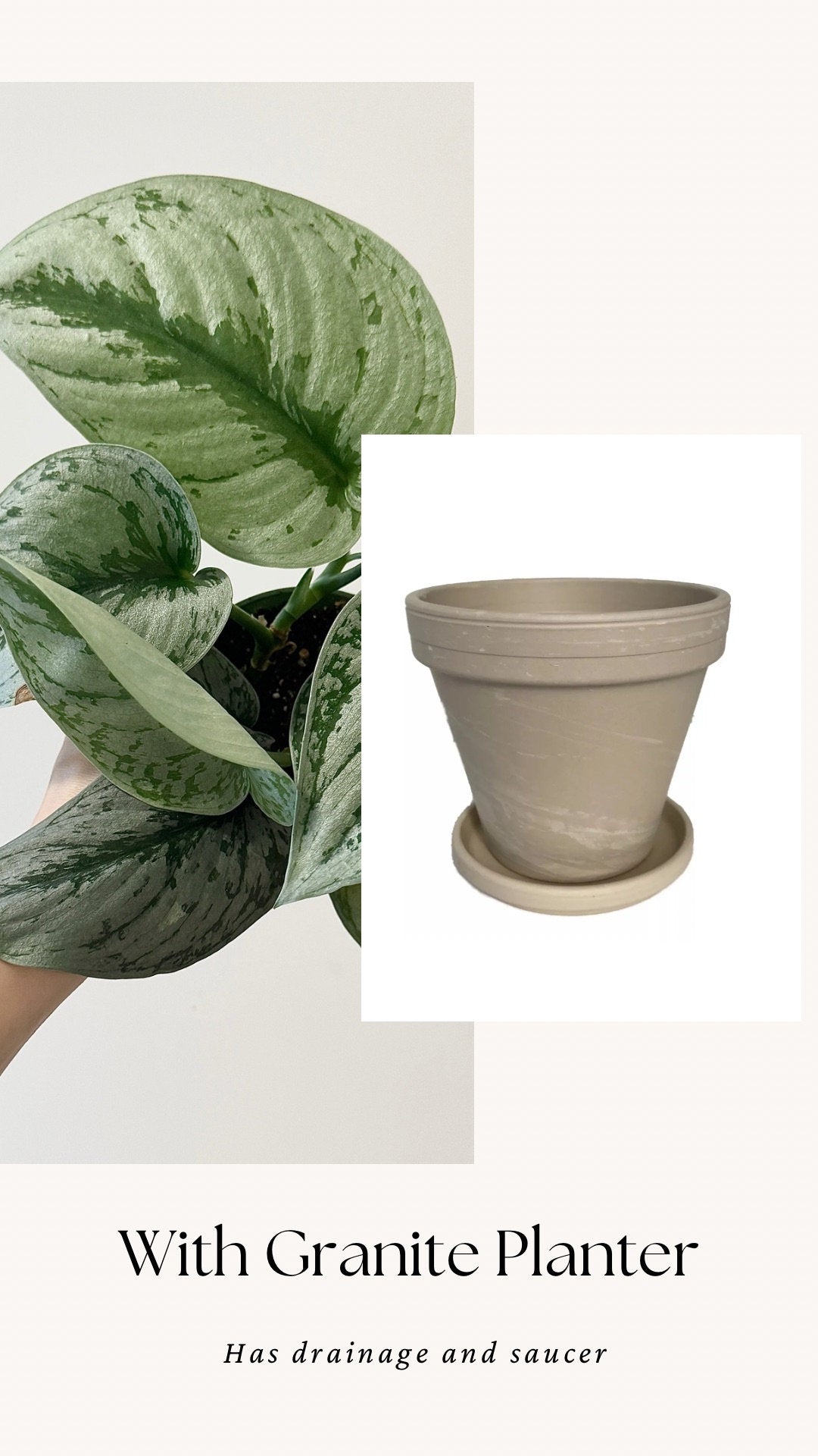 Scindapsus Silver Satin Plant - 4 inch Nursery Pot - Live Plant